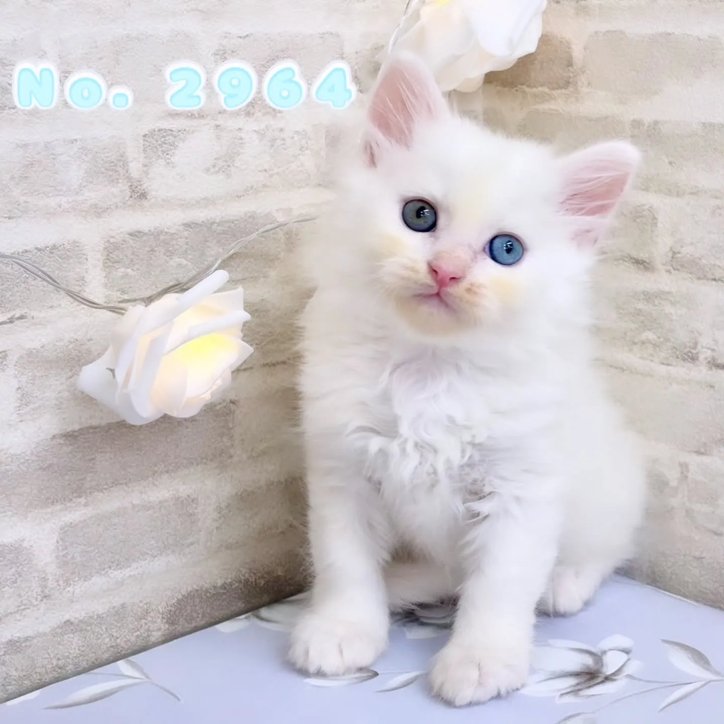 本日ご紹介のサイベリアン　オッドアイ💙🩵