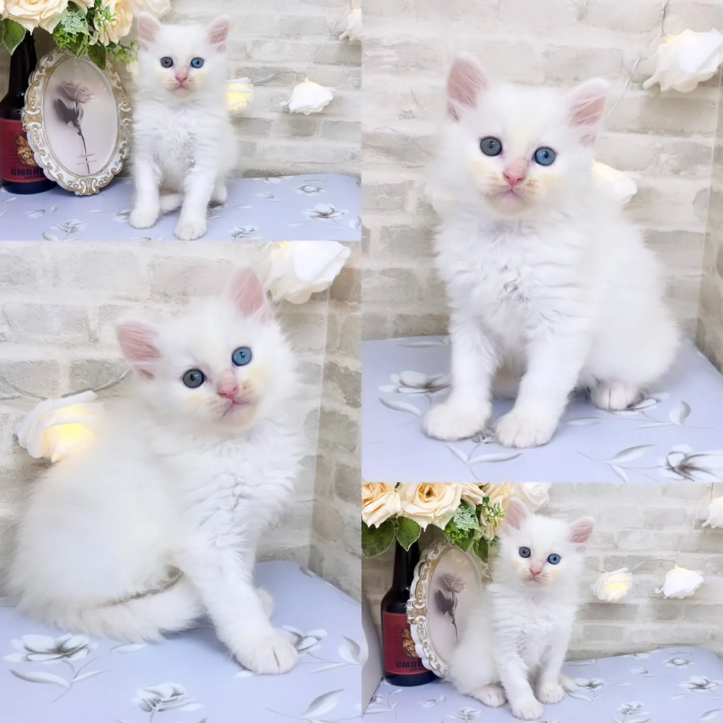 本日ご紹介のサイベリアン　オッドアイ💙🩵