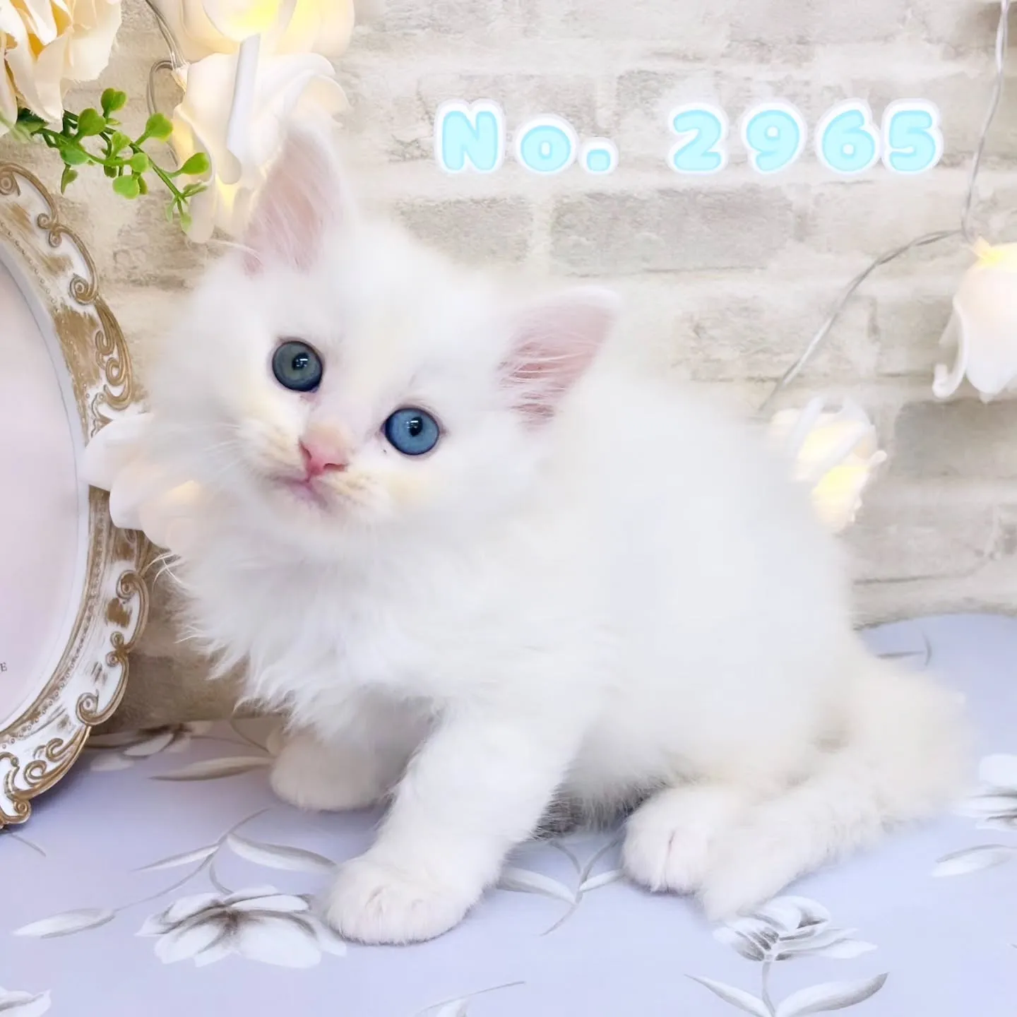 本日ご紹介のサイベリアン　オッドアイ💙🩵