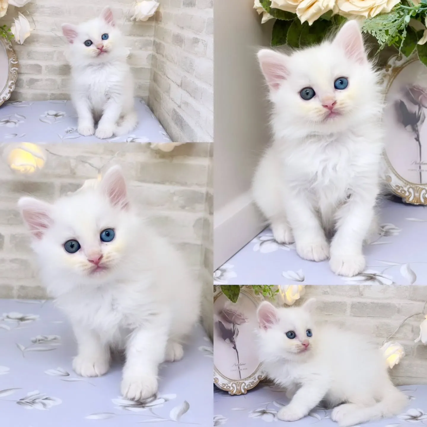 本日ご紹介のサイベリアン　オッドアイ💙🩵