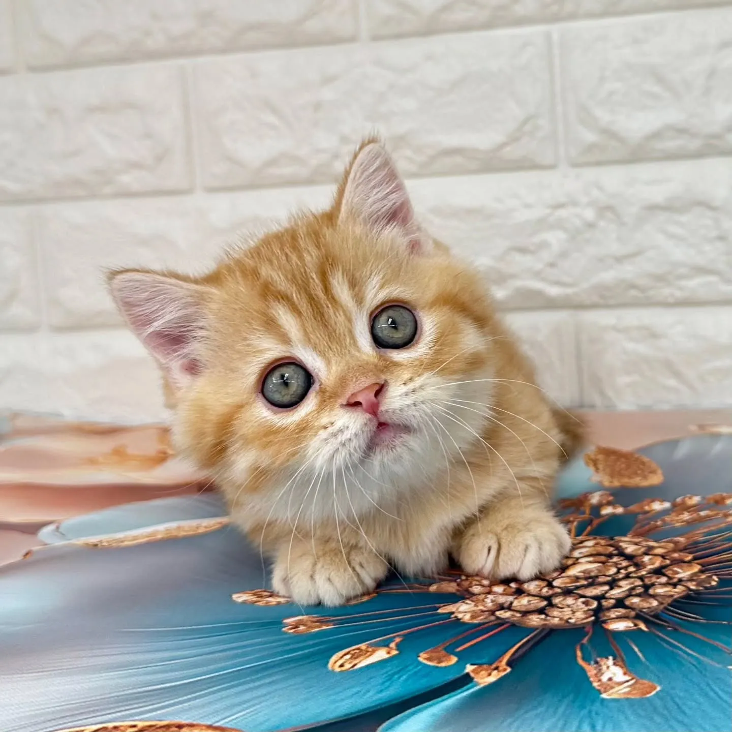 色んな表情を見せてくれる可愛いにゃんこちゃん😺❤️