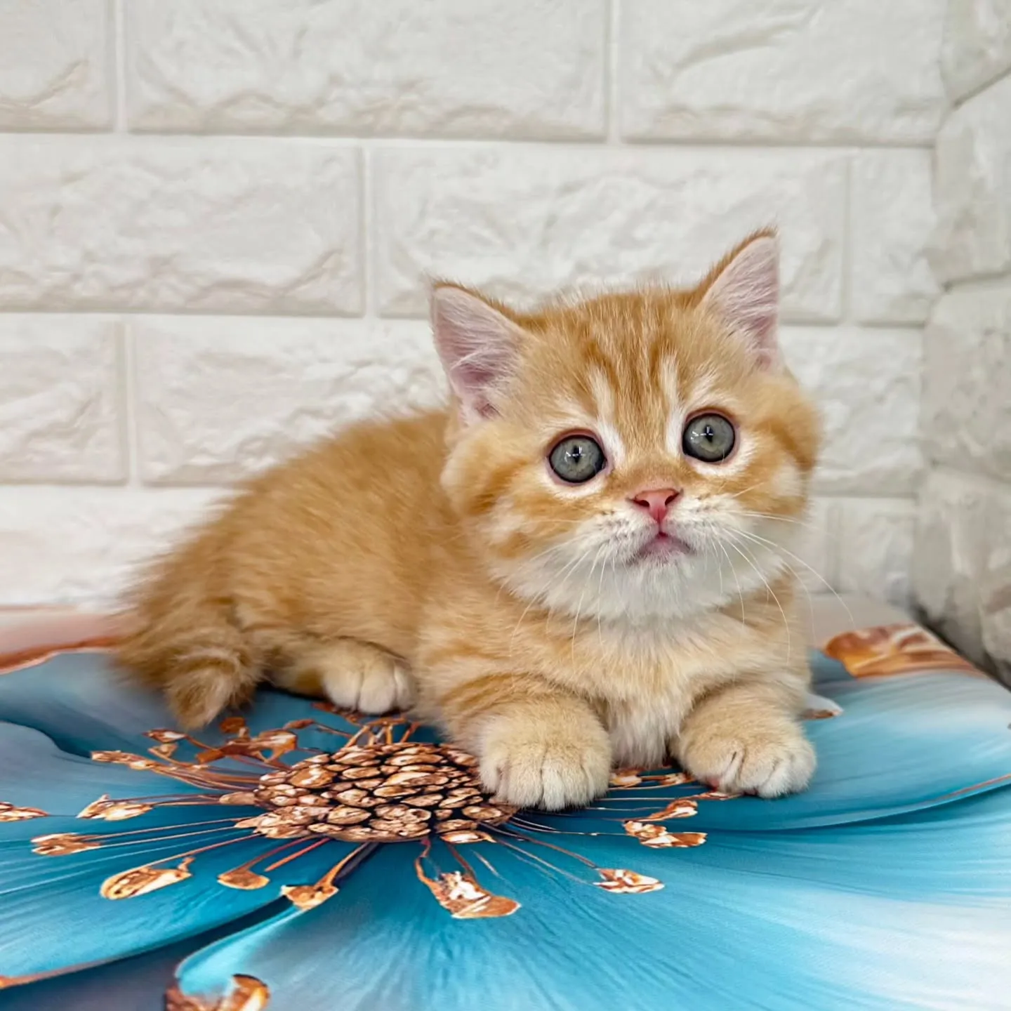 色んな表情を見せてくれる可愛いにゃんこちゃん😺❤️