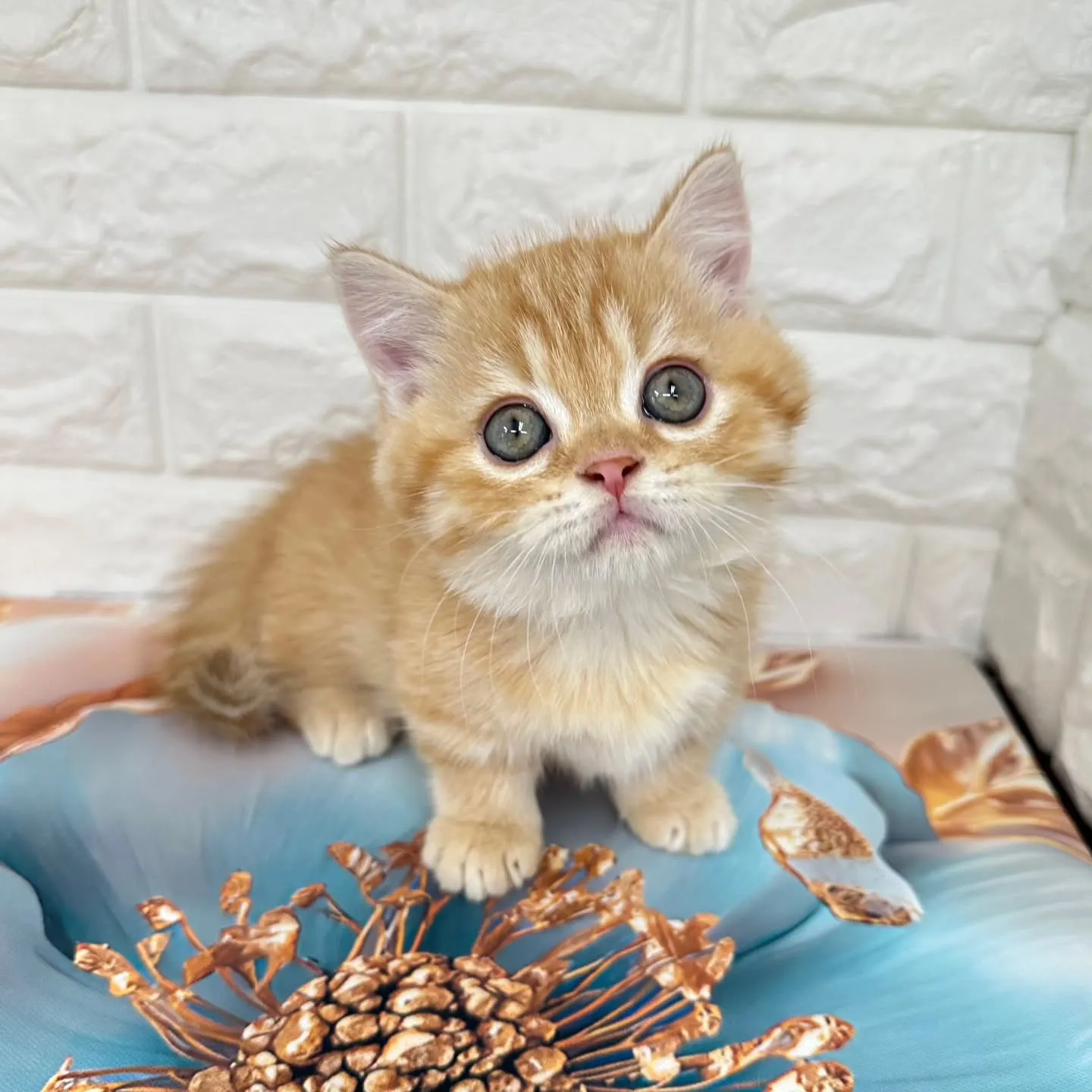 色んな表情を見せてくれる可愛いにゃんこちゃん😺❤️