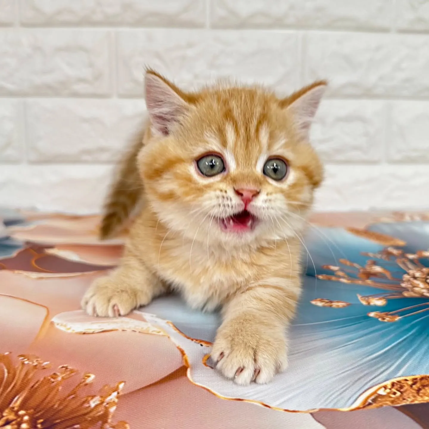 色んな表情を見せてくれる可愛いにゃんこちゃん😺❤️