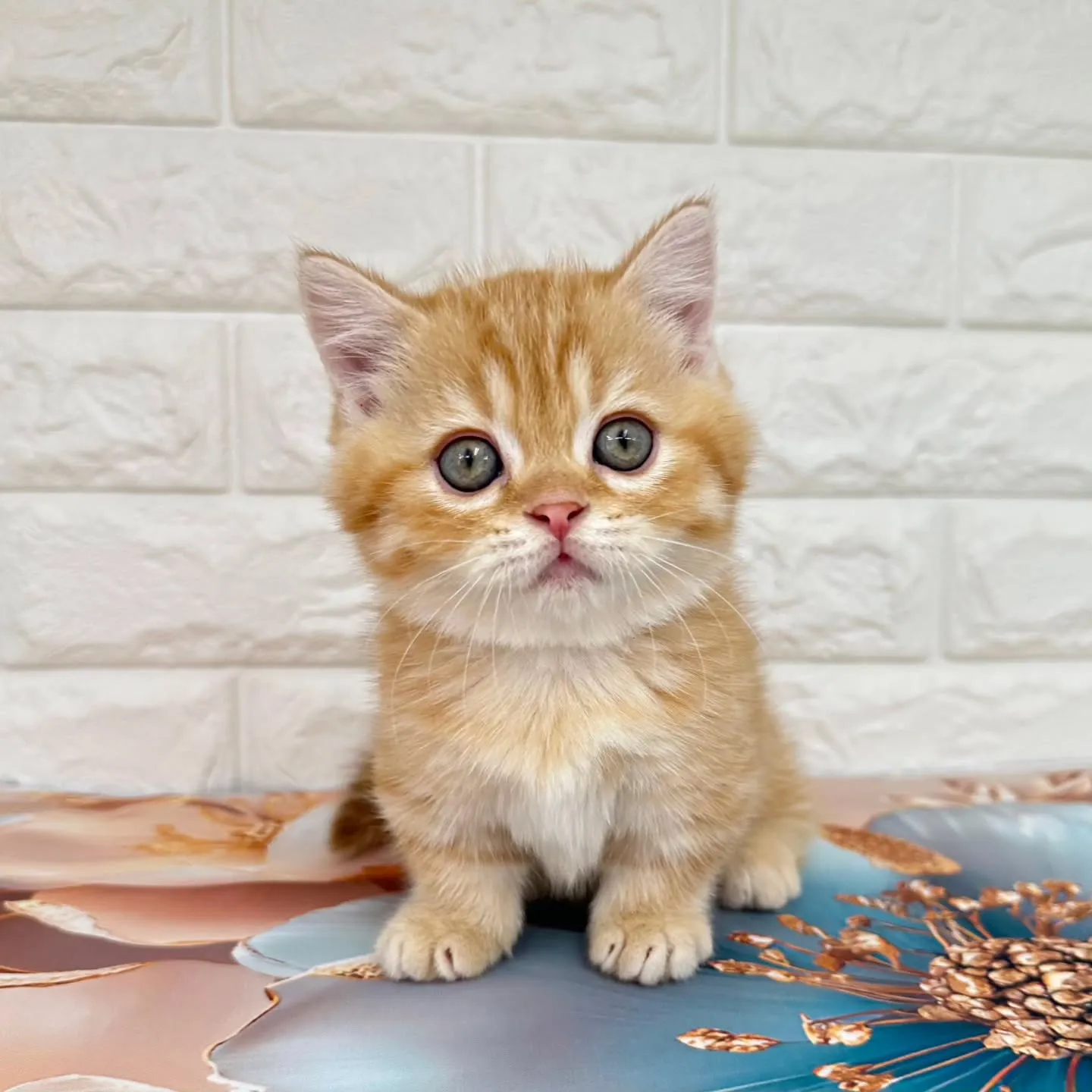 色んな表情を見せてくれる可愛いにゃんこちゃん😺❤️