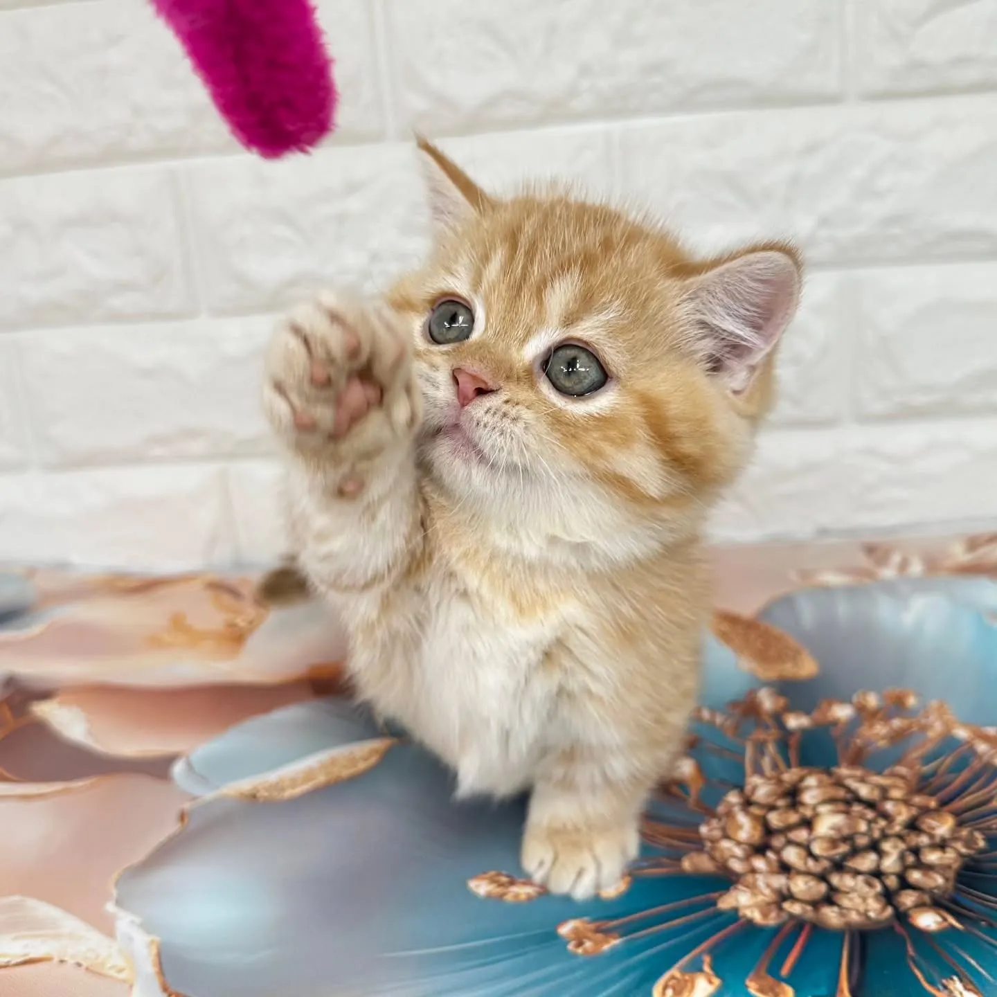 色んな表情を見せてくれる可愛いにゃんこちゃん😺❤️