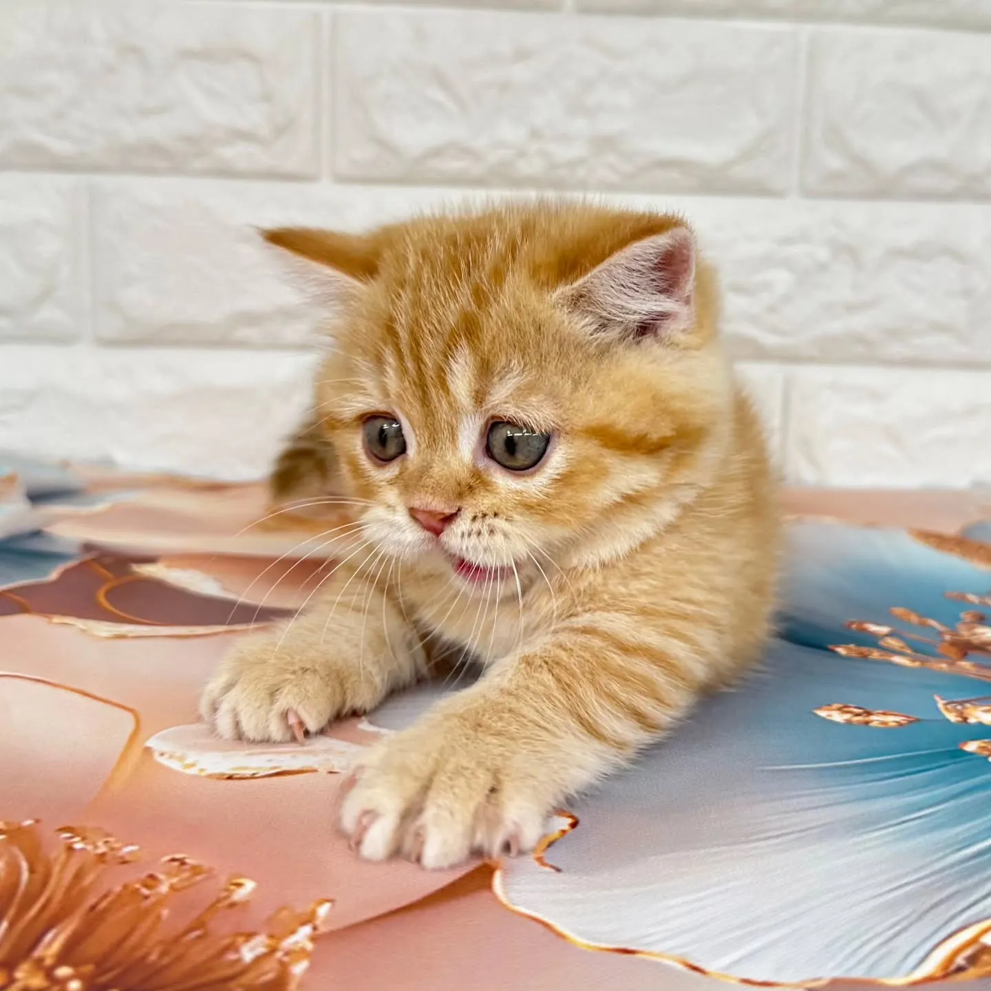 色んな表情を見せてくれる可愛いにゃんこちゃん😺❤️