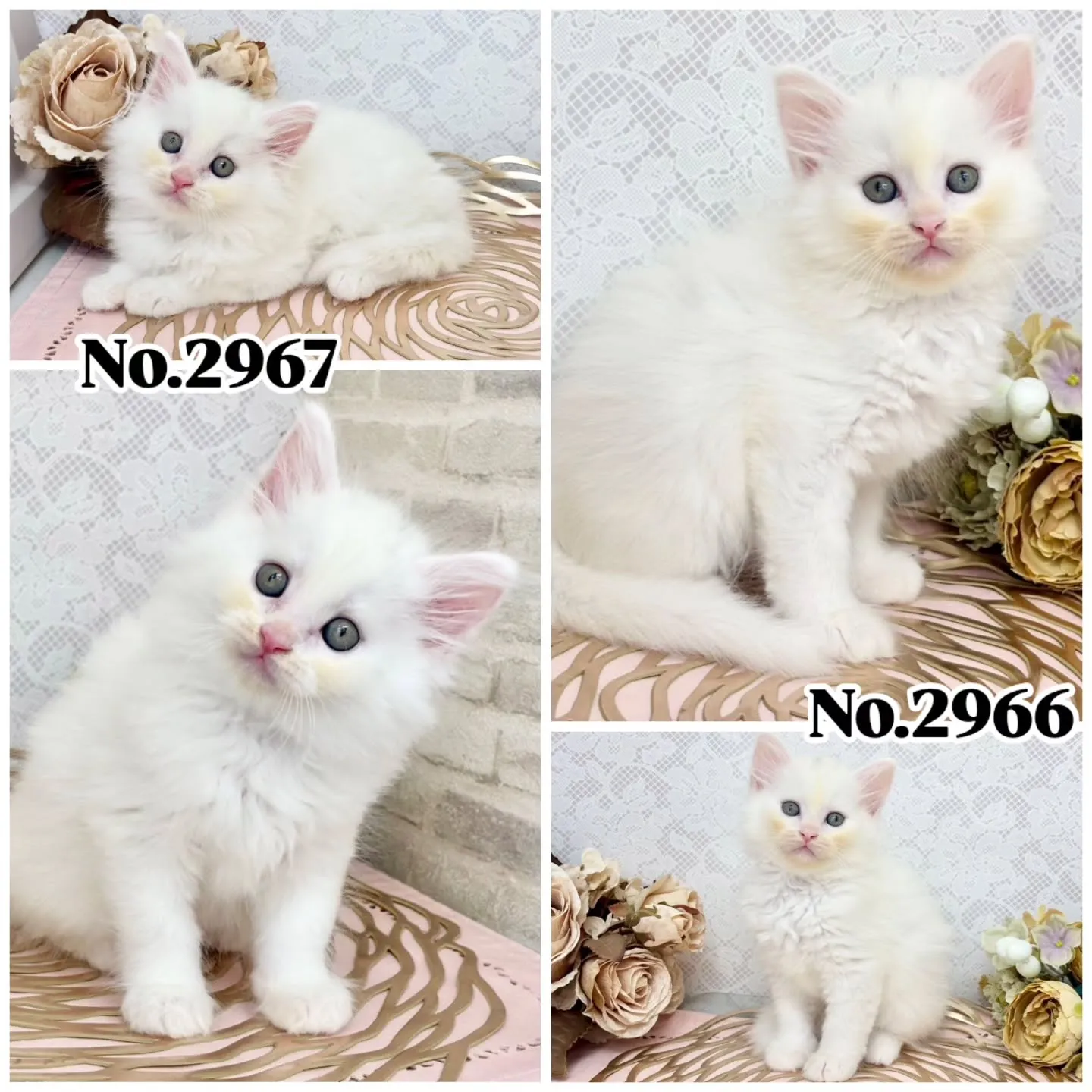 本日ご紹介のサイベリアン🐱♂️