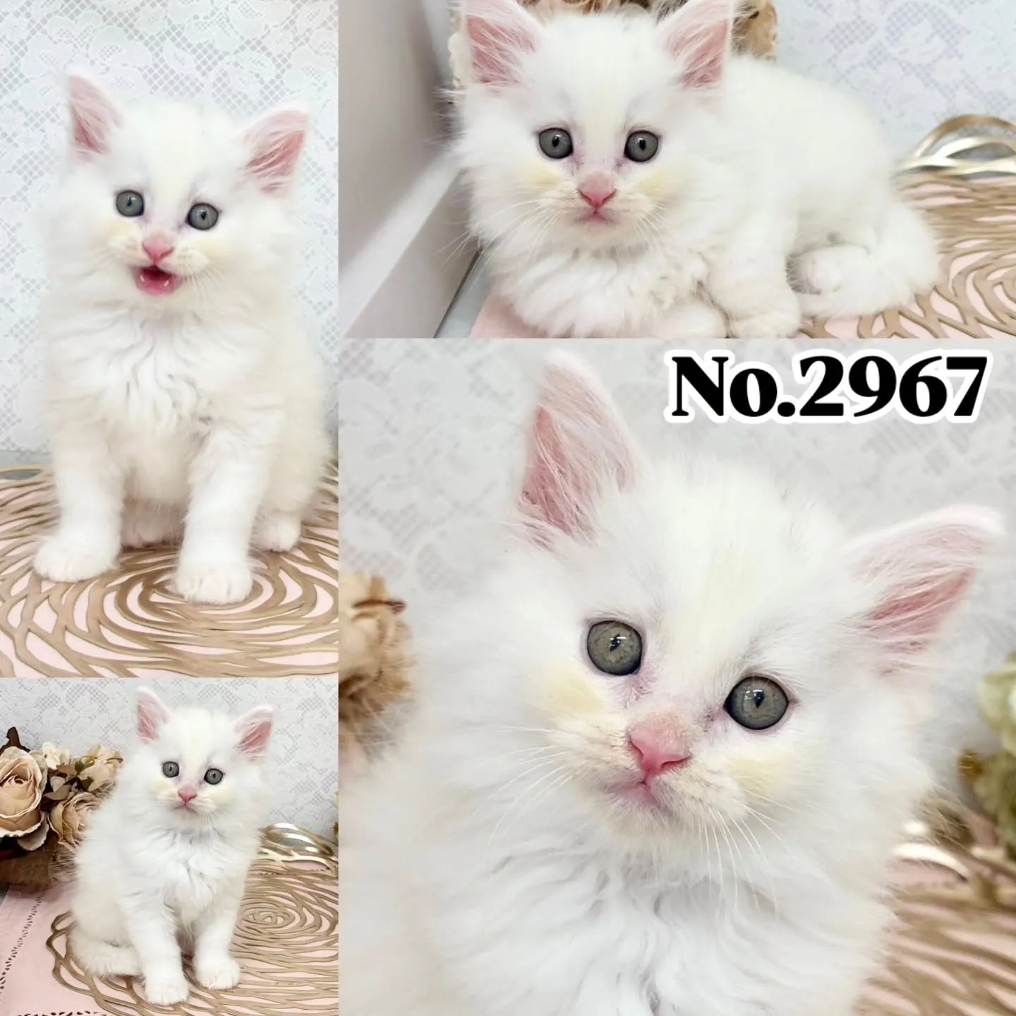 本日ご紹介のサイベリアン🐱♂️