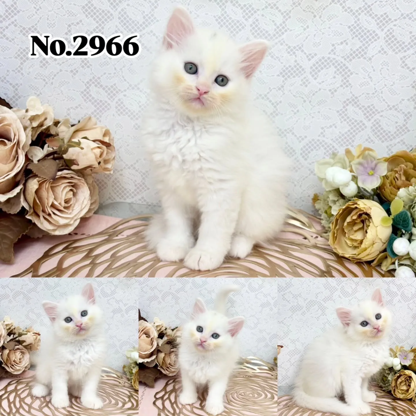 本日ご紹介のサイベリアン🐱♂️