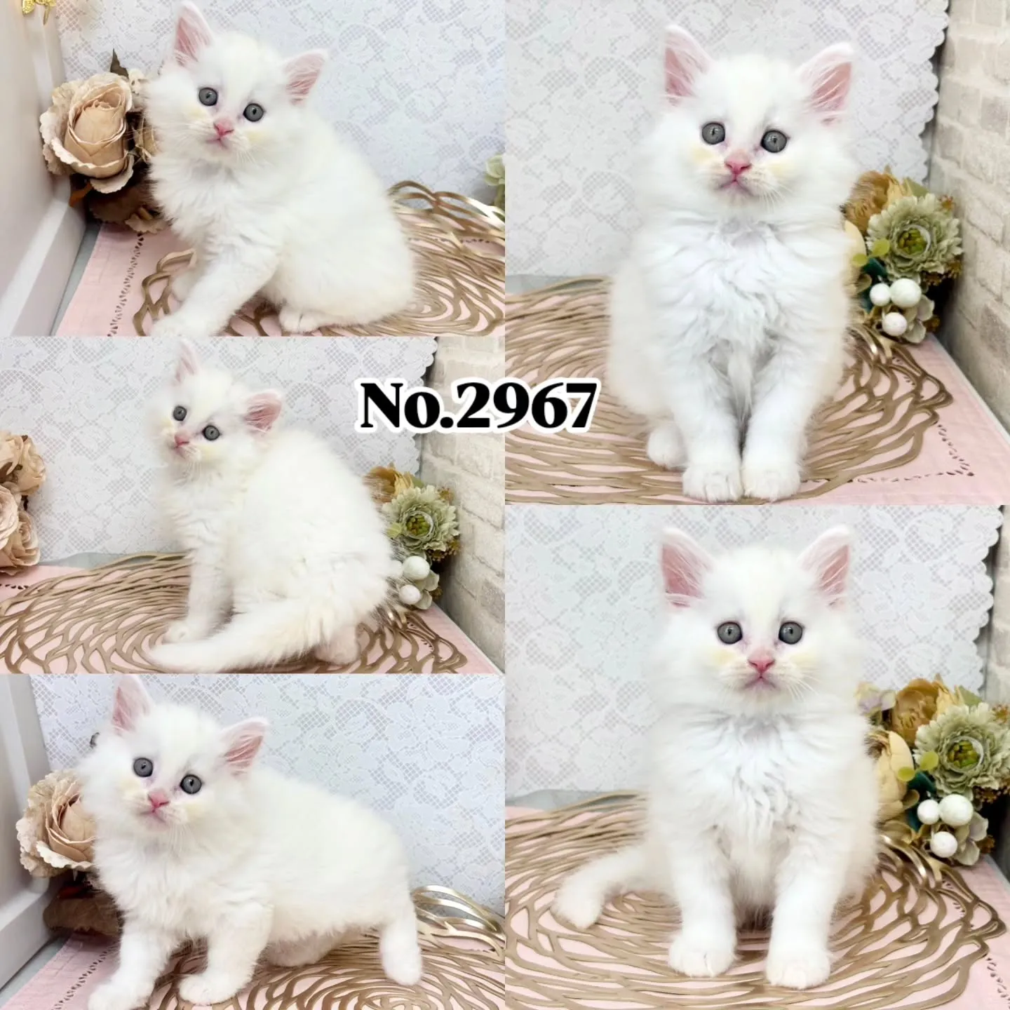 本日ご紹介のサイベリアン🐱♂️
