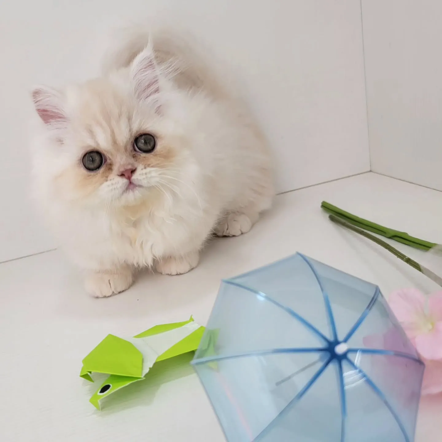 梅雨はどこへ行ったにゃ？！