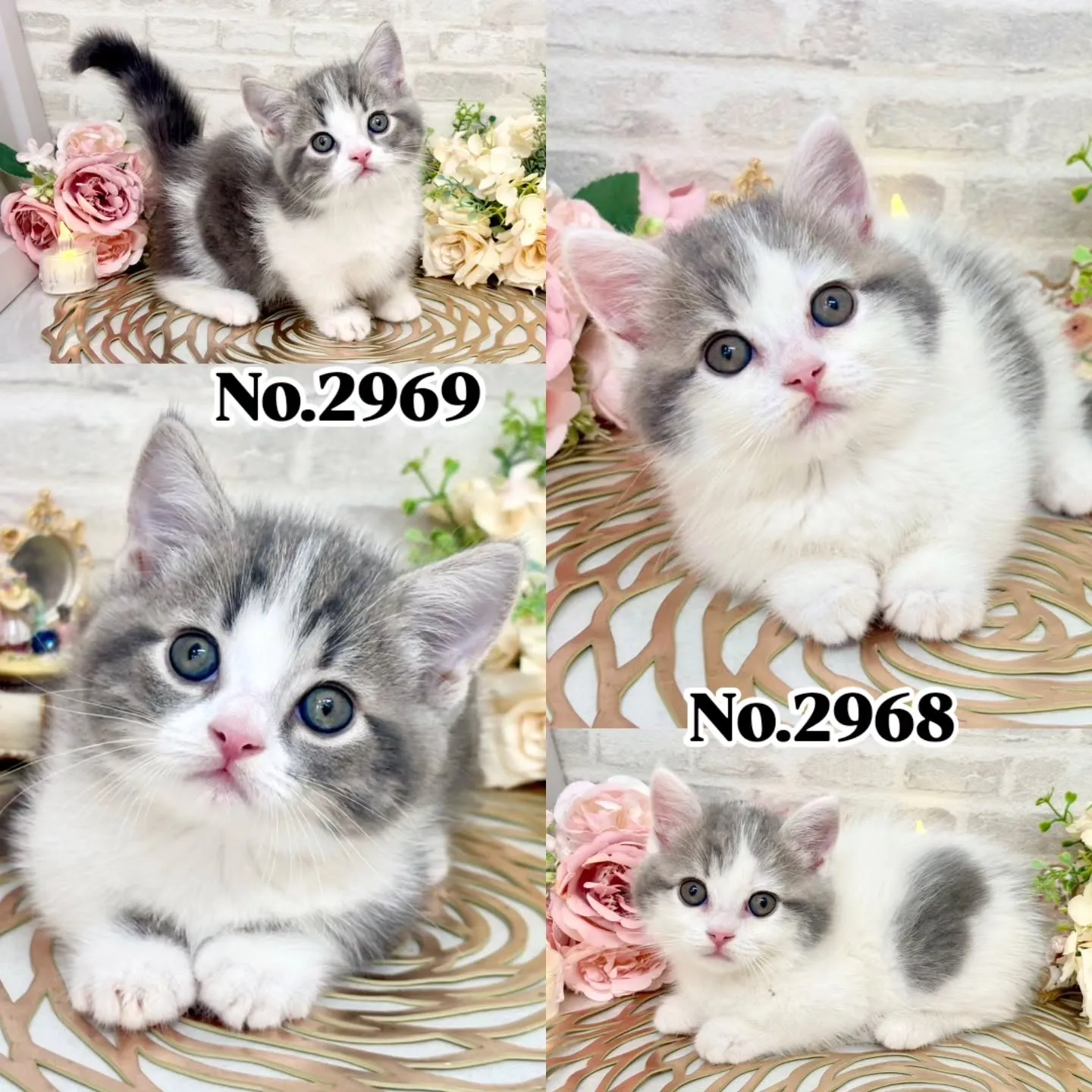 本日ご紹介のマンチカン　短足です！