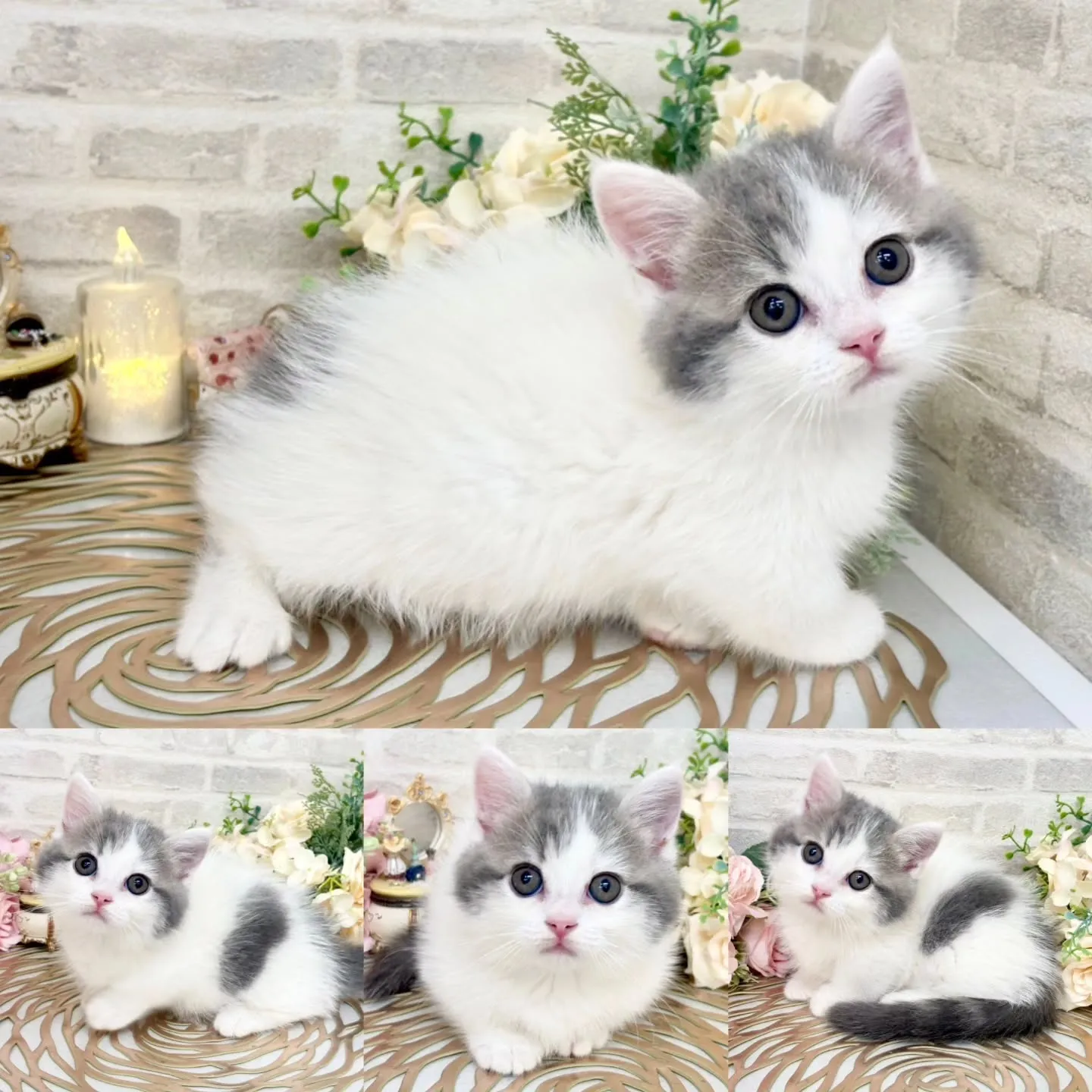本日ご紹介のマンチカン　短足です！