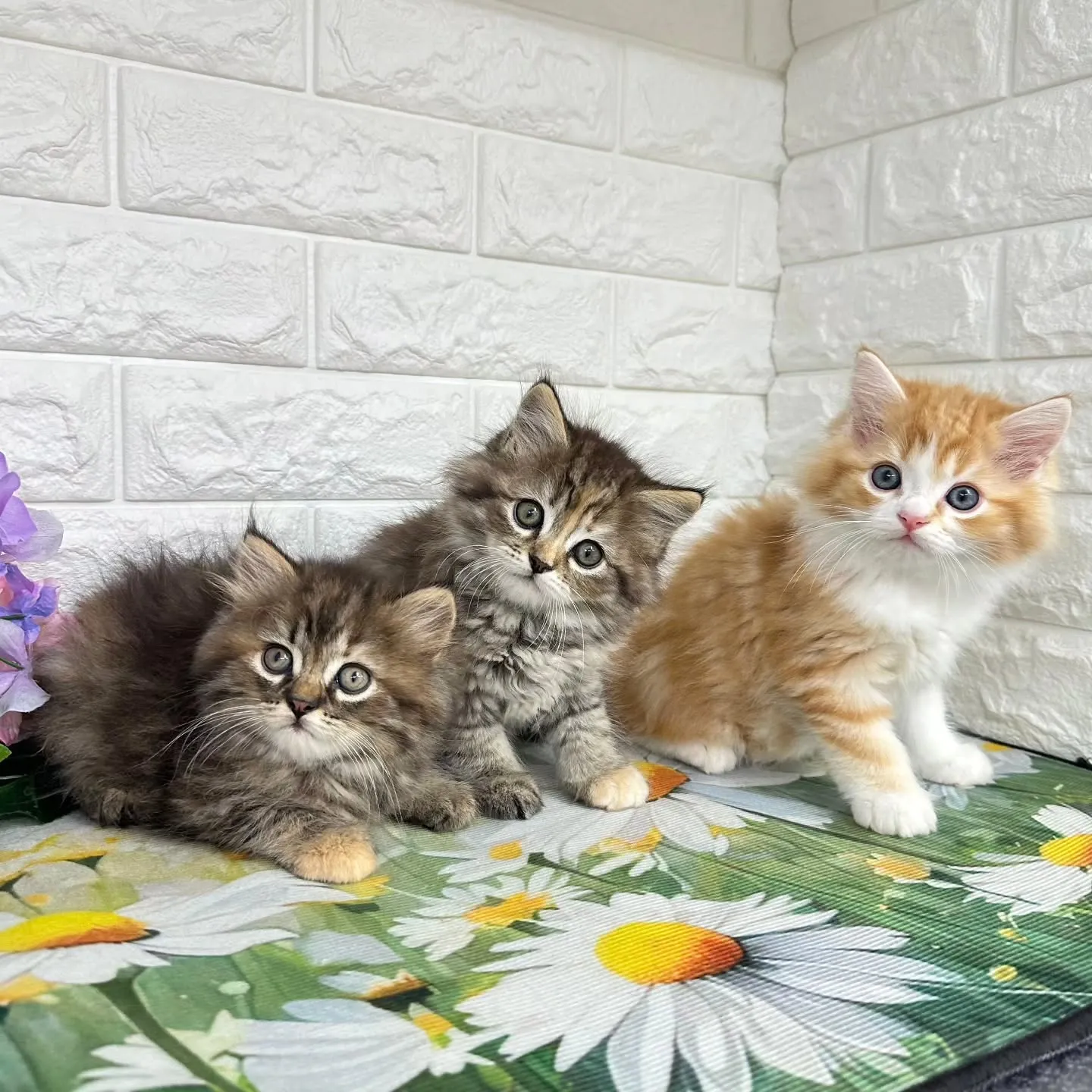 本日ご紹介のマンチカンちゃん達です🐱❤️