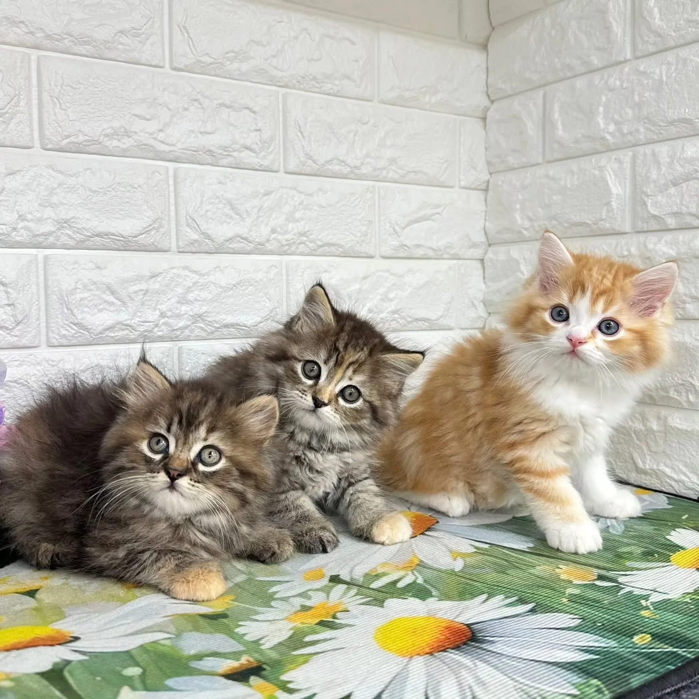 本日ご紹介のマンチカンちゃん達です🐱❤️