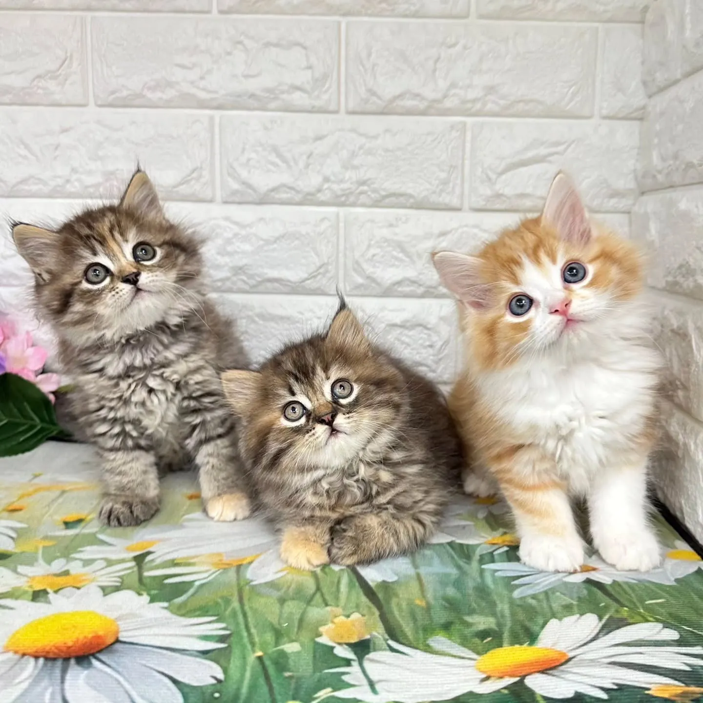 本日ご紹介のマンチカンちゃん達です🐱❤️