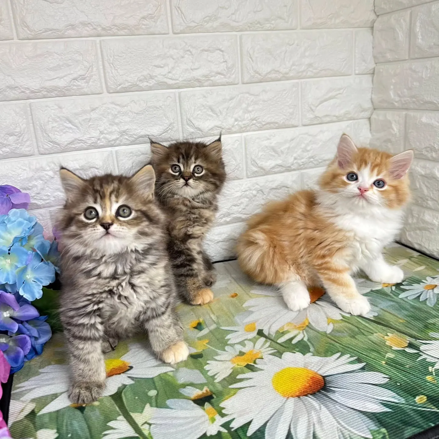 本日ご紹介のマンチカンちゃん達です🐱❤️