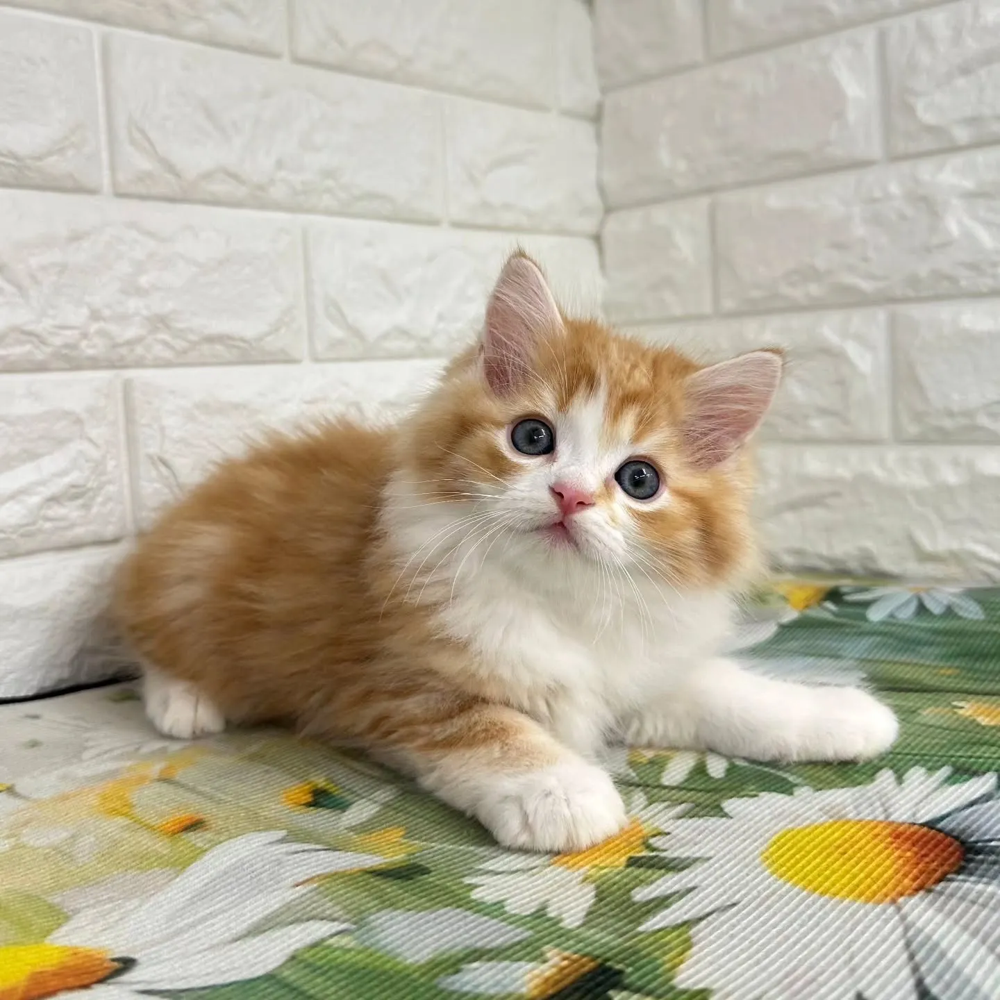 本日ご紹介のマンチカンちゃん達です🐱❤️