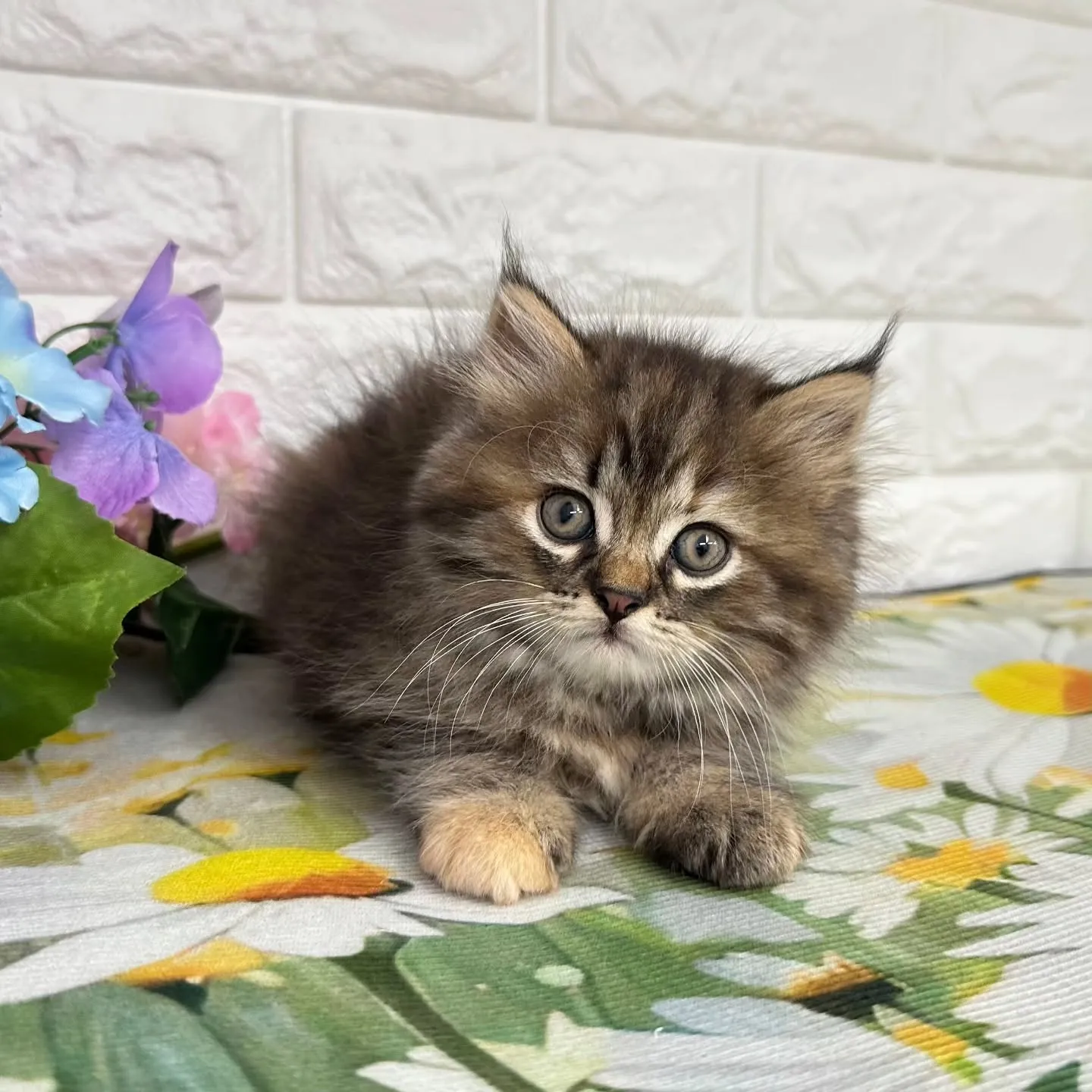 本日ご紹介のマンチカンちゃん達です🐱❤️