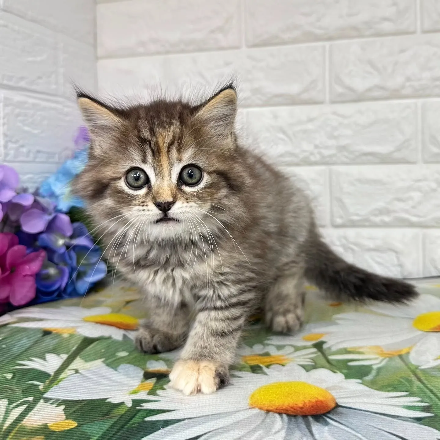 本日ご紹介のマンチカンちゃん達です🐱❤️