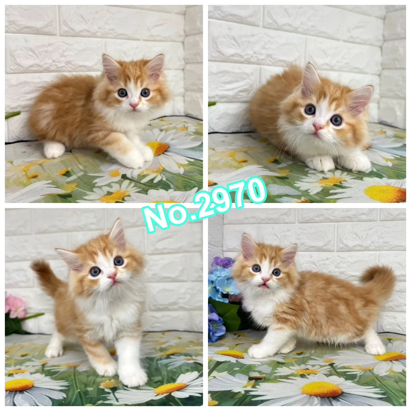 本日ご紹介のマンチカンちゃん達です🐱❤️