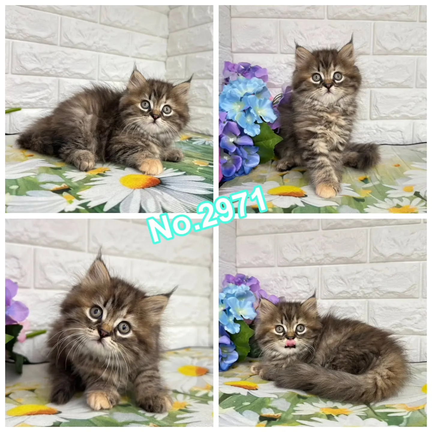 本日ご紹介のマンチカンちゃん達です🐱❤️
