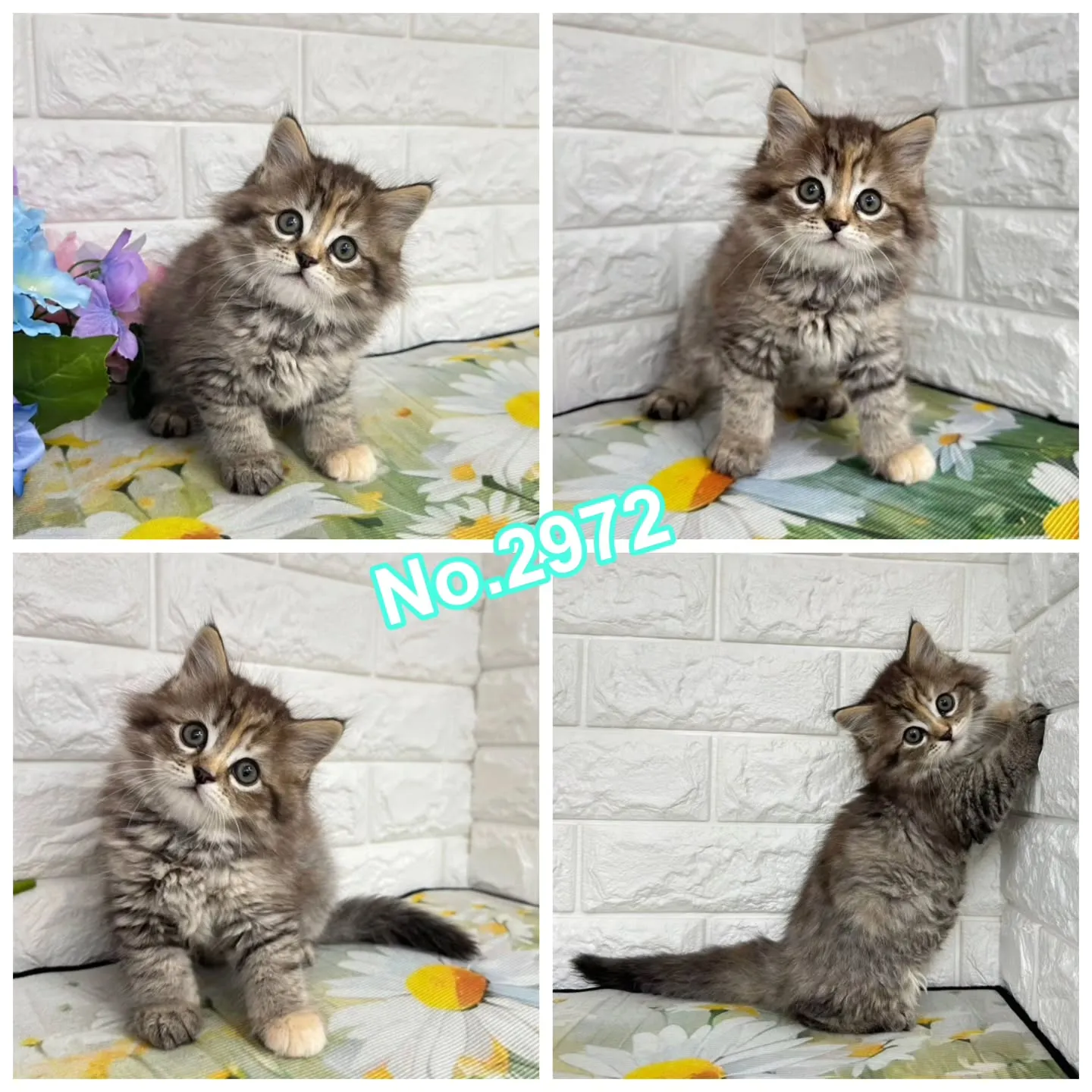 本日ご紹介のマンチカンちゃん達です🐱❤️