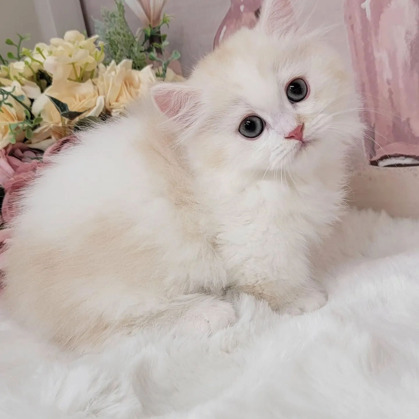 現在ご紹介中のミヌエットちゃんです🐱❤️