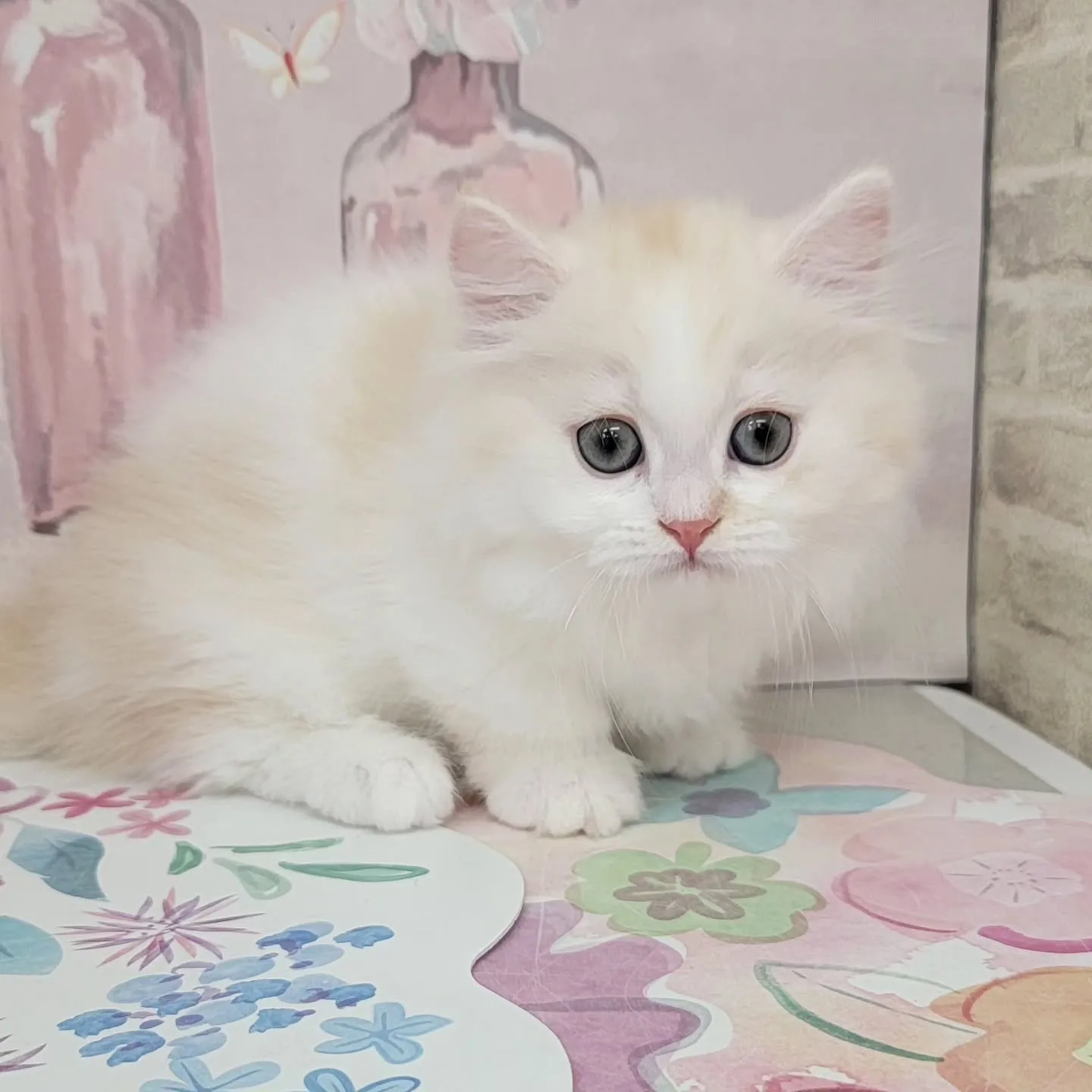 現在ご紹介中のミヌエットちゃんです🐱❤️