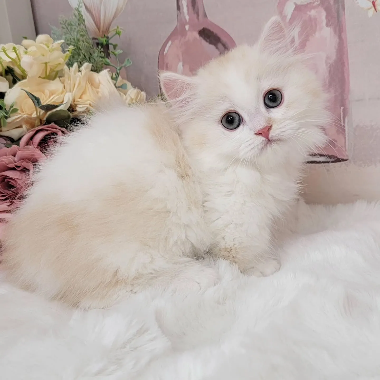 現在ご紹介中のミヌエットちゃんです🐱❤️