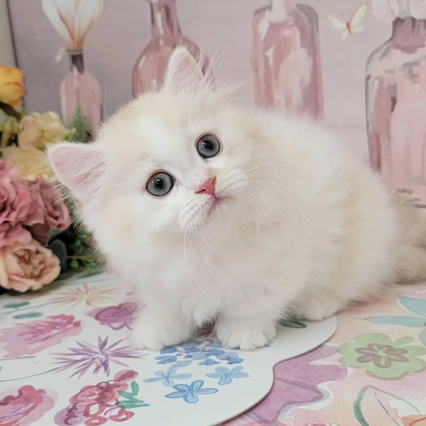 現在ご紹介中のミヌエットちゃんです🐱❤️