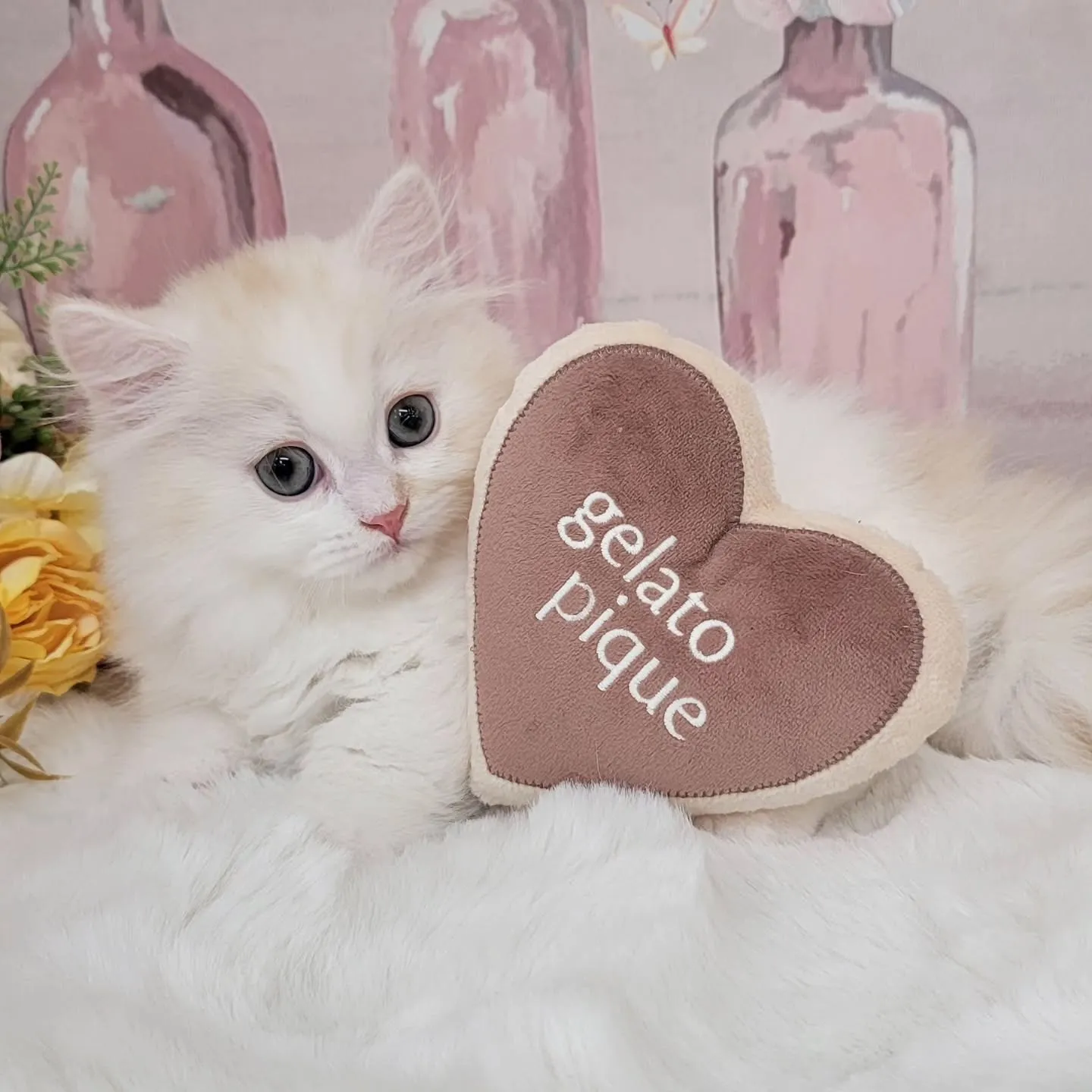 現在ご紹介中のミヌエットちゃんです🐱❤️