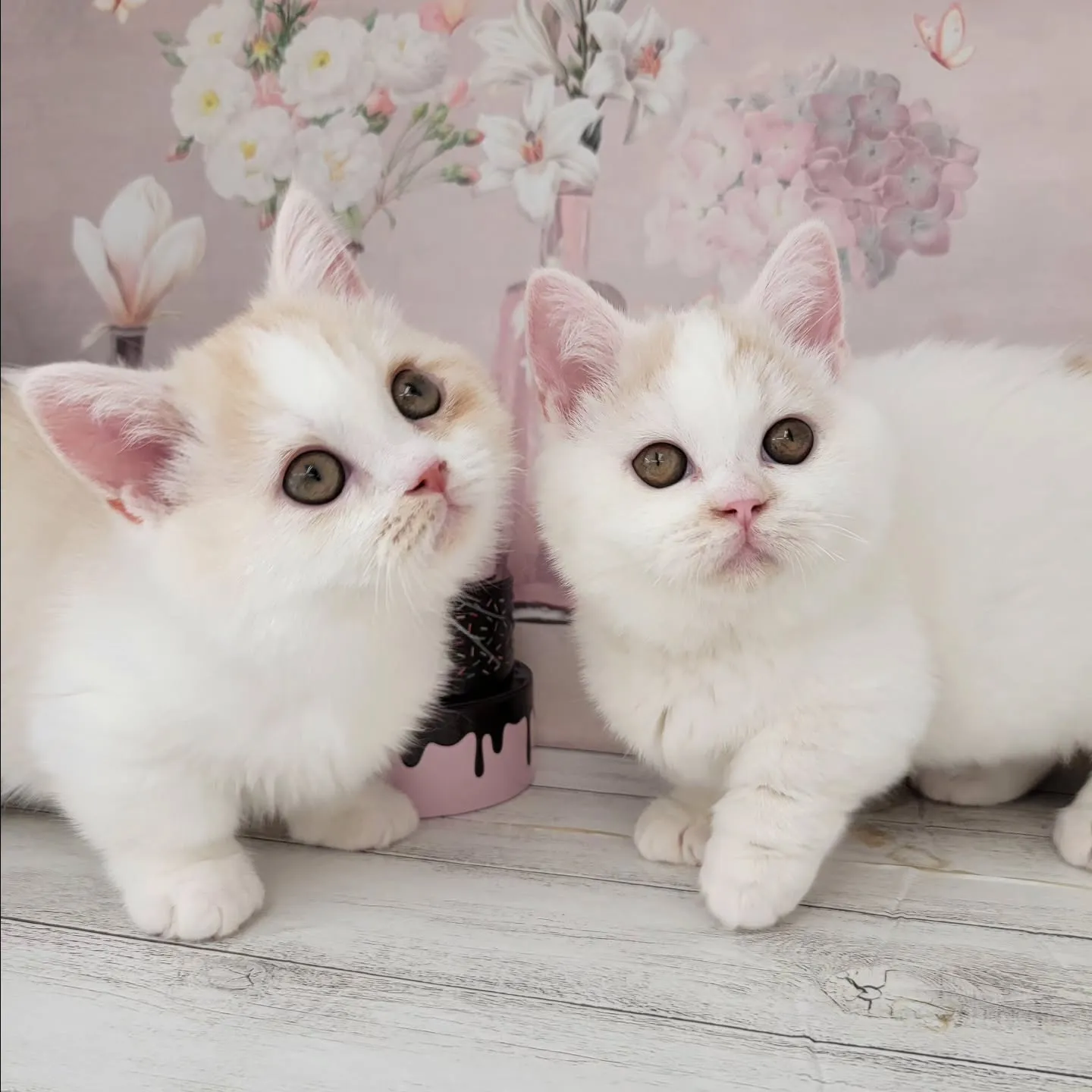 No.2937&No.2938✨