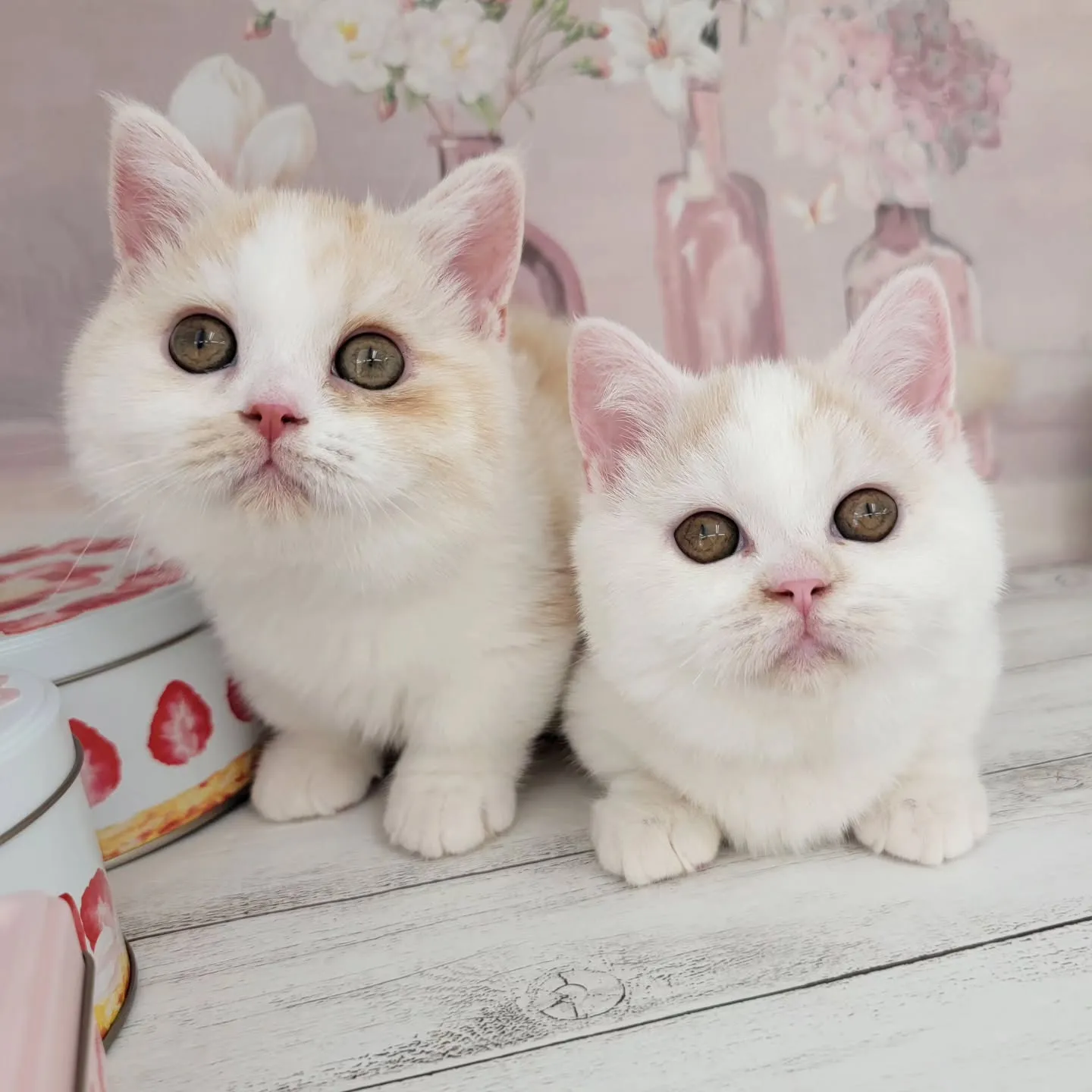 No.2937&No.2938✨