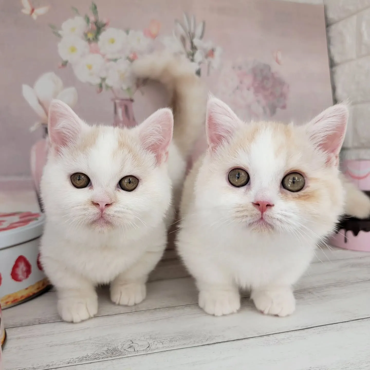 No.2937&No.2938✨