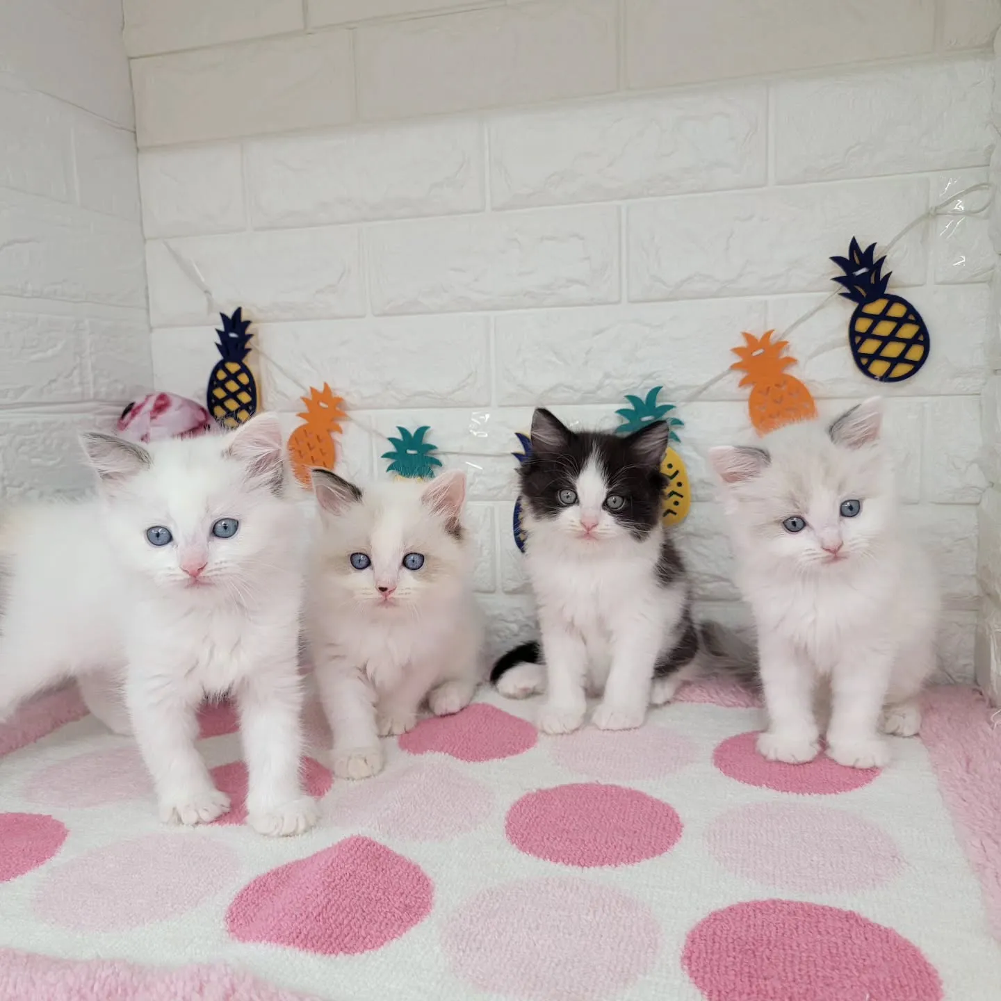 本日ご紹介のラグドール×サイベリアンのミックスの兄妹です🐱💕