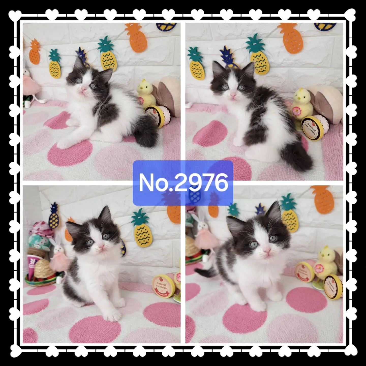本日ご紹介のラグドール×サイベリアンのミックスの兄妹です🐱💕