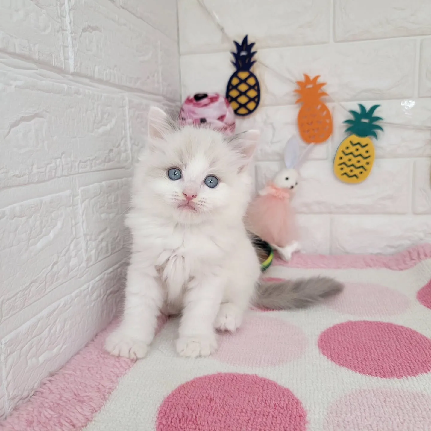 本日ご紹介のラグドール×サイベリアンのミックスの兄妹です🐱💕