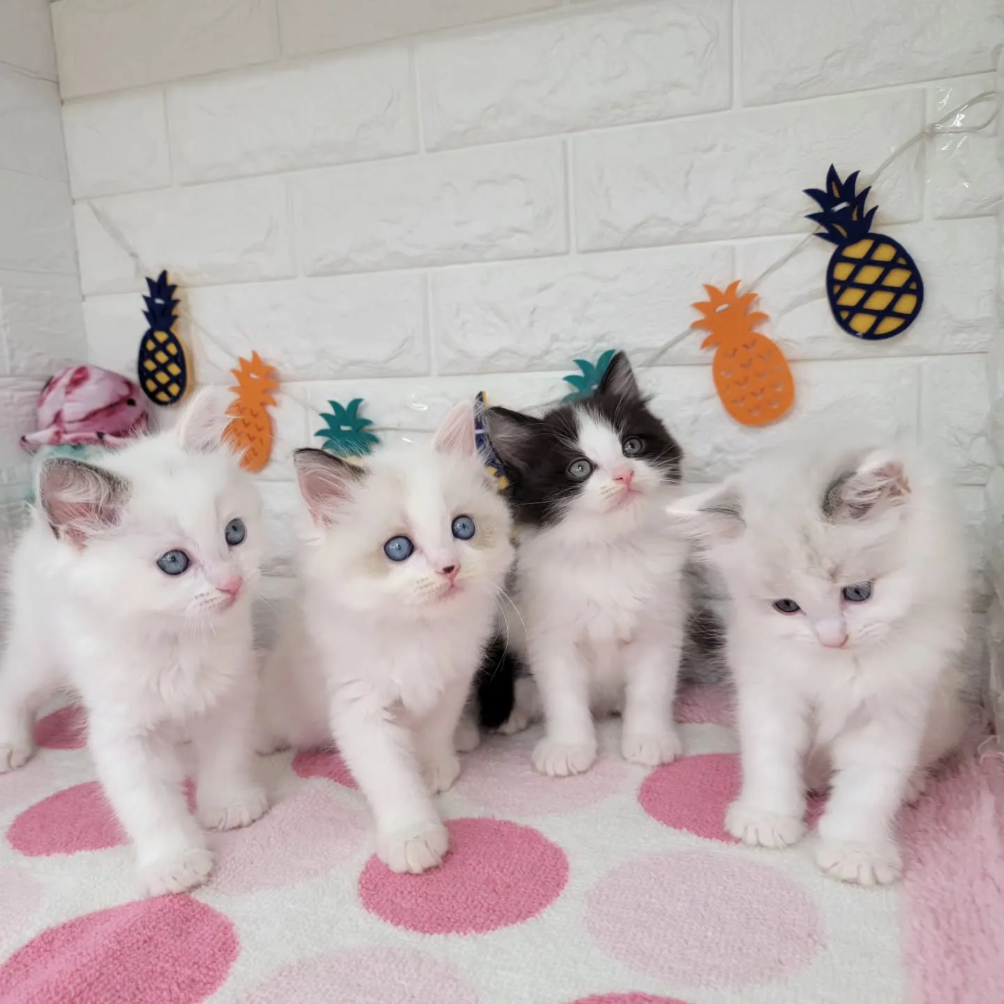 本日ご紹介のラグドール×サイベリアンのミックスの兄妹です🐱💕