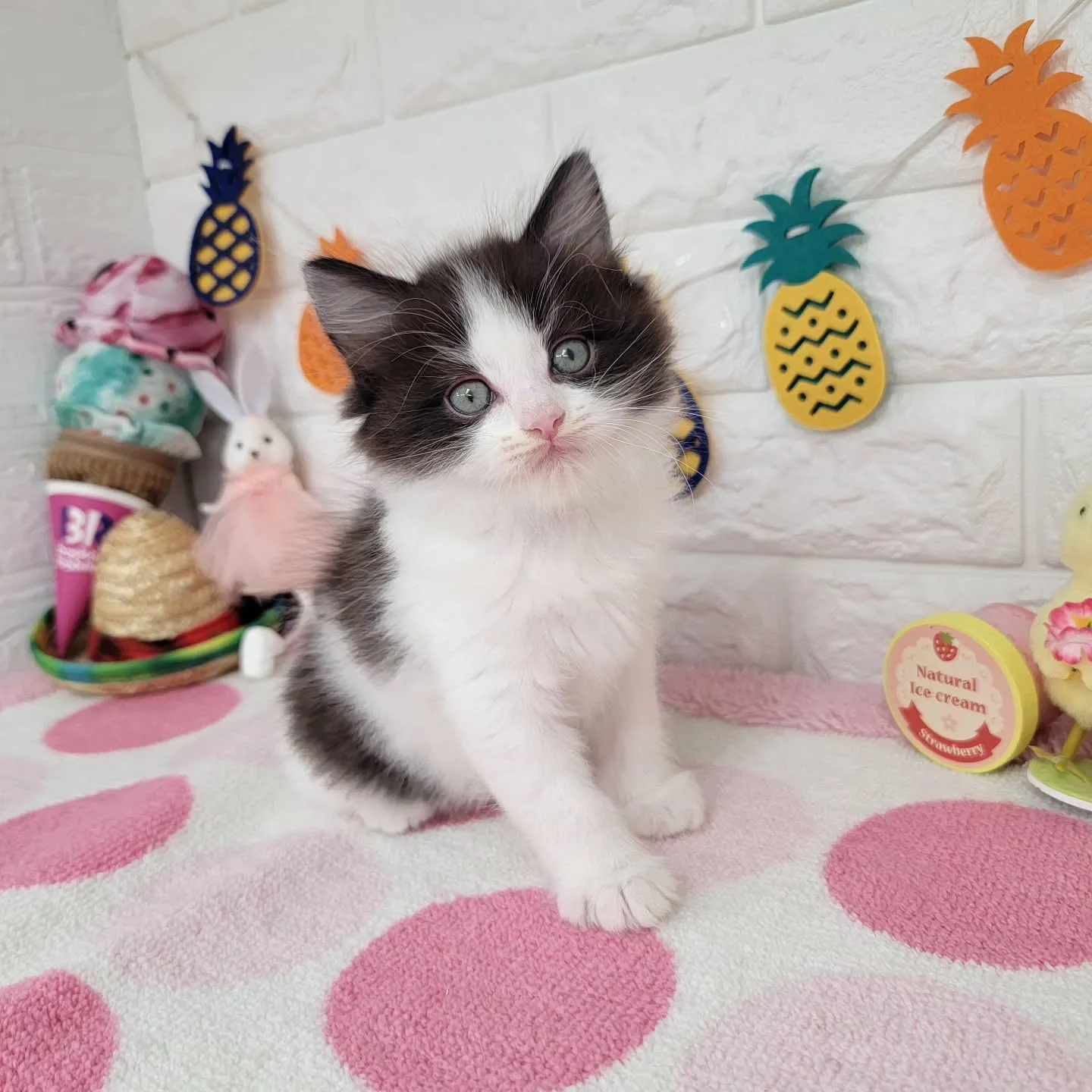 本日ご紹介のラグドール×サイベリアンのミックスの兄妹です🐱💕