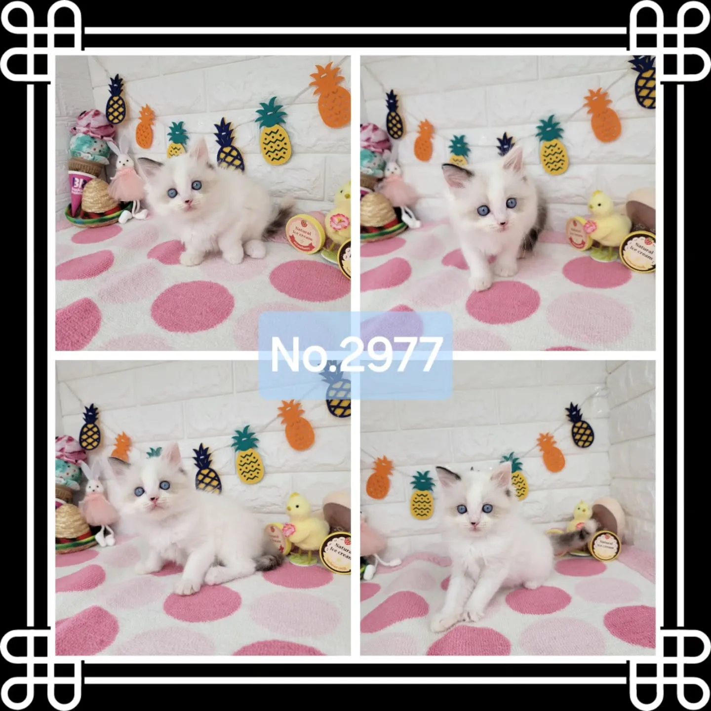 本日ご紹介のラグドール×サイベリアンのミックスの兄妹です🐱💕