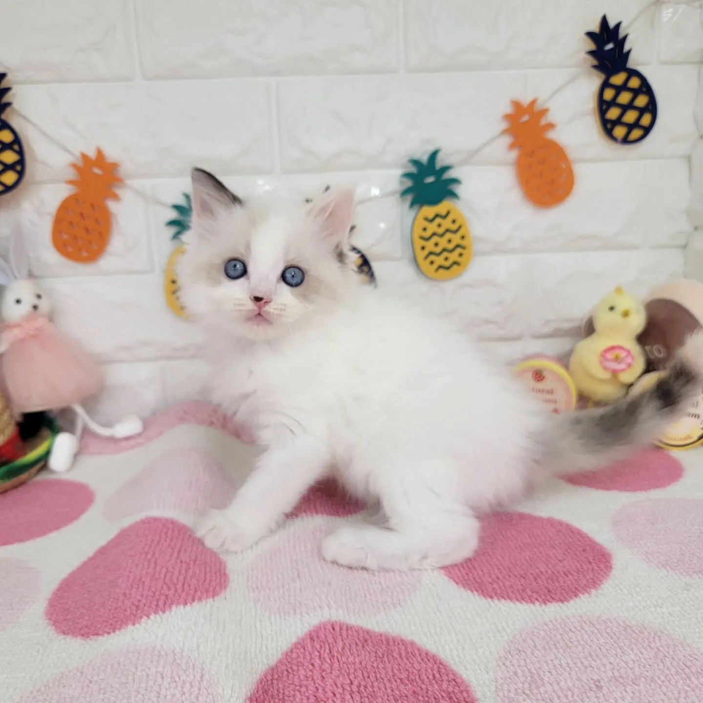本日ご紹介のラグドール×サイベリアンのミックスの兄妹です🐱💕