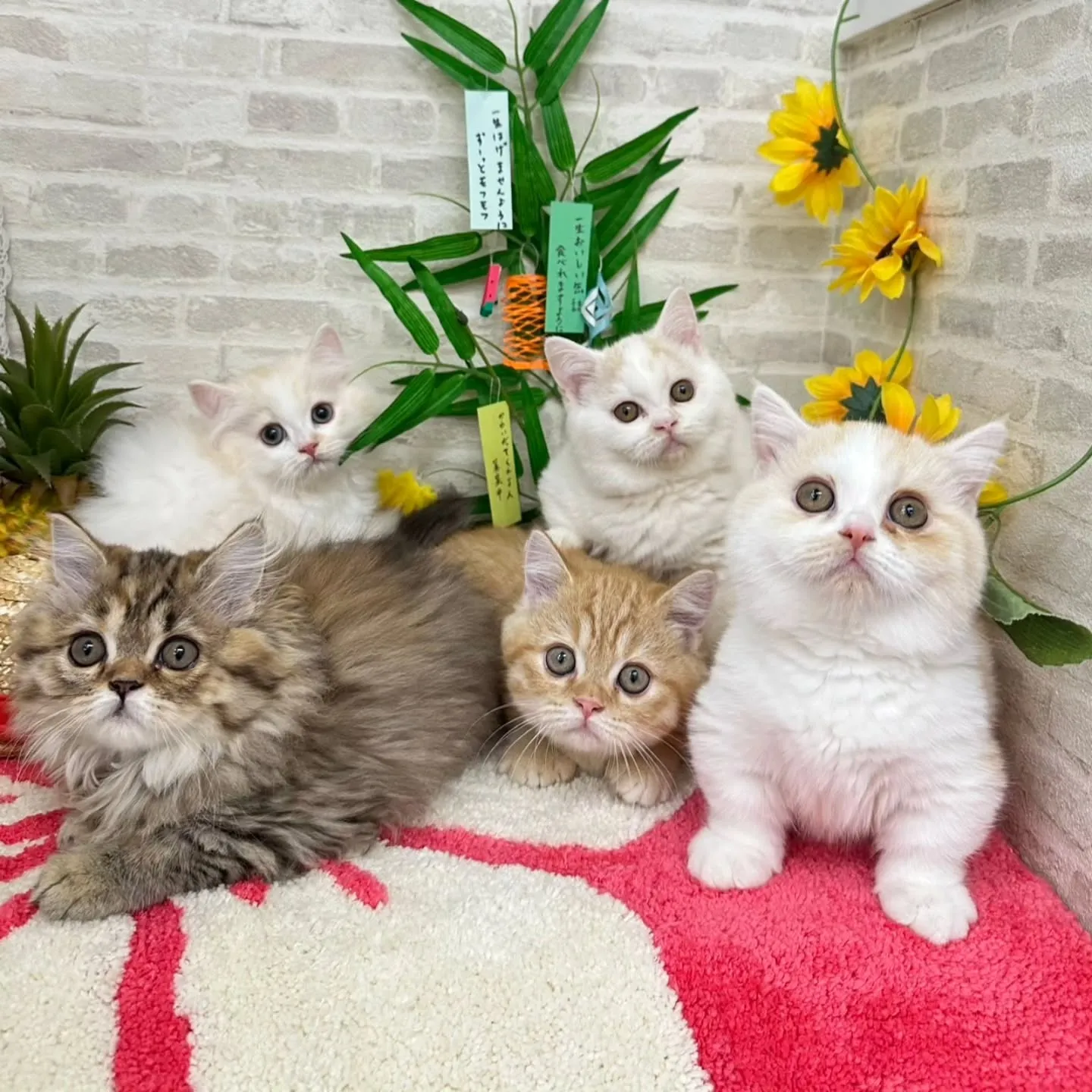 素敵なご家族さまと巡りあえますように🎋