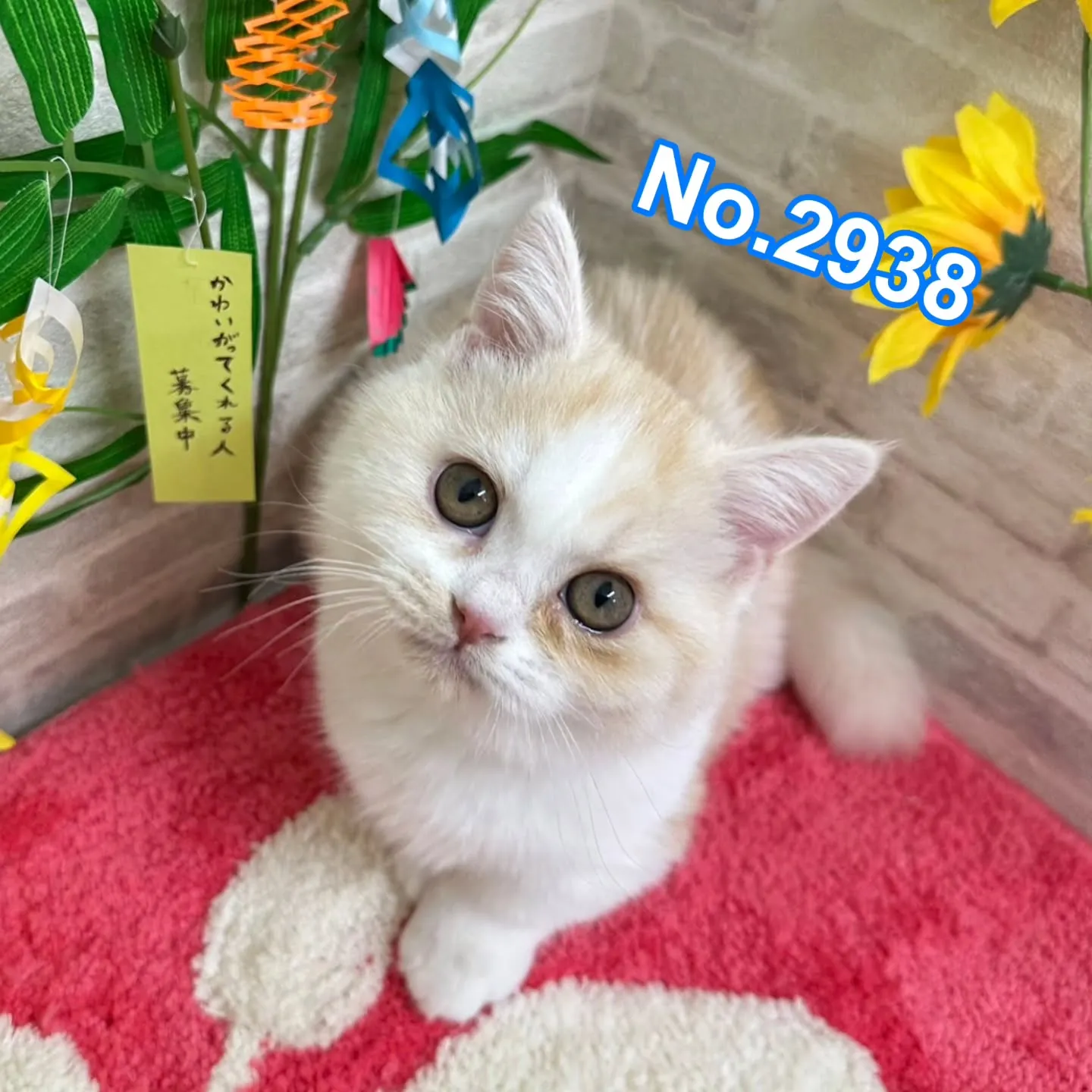 素敵なご家族さまと巡りあえますように🎋