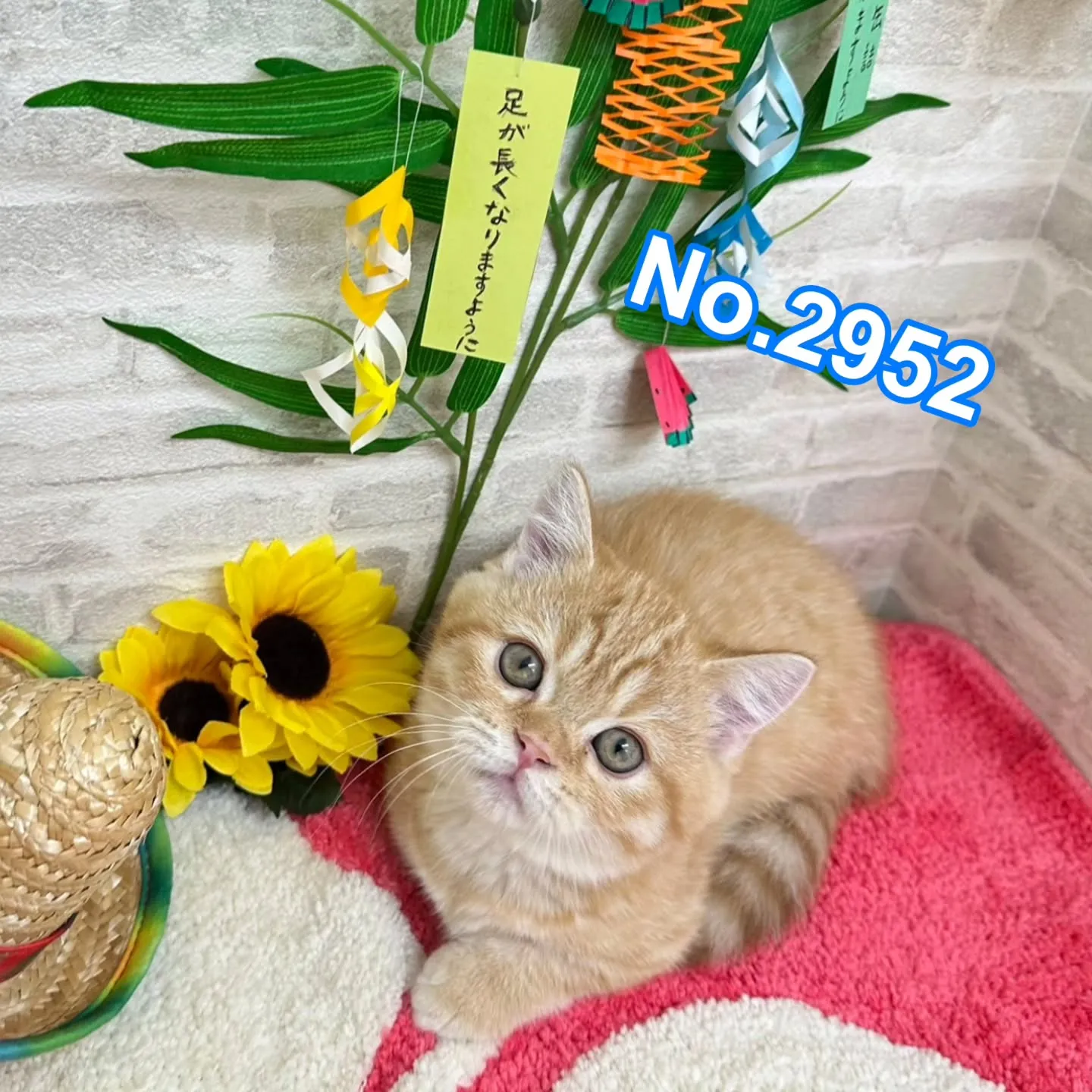 素敵なご家族さまと巡りあえますように🎋
