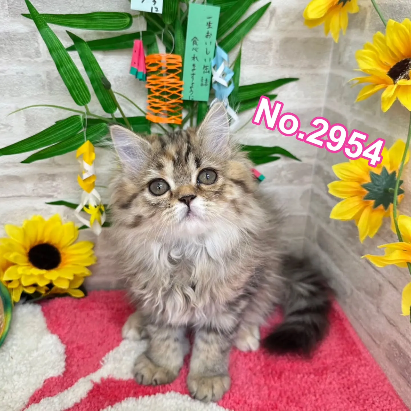 素敵なご家族さまと巡りあえますように🎋
