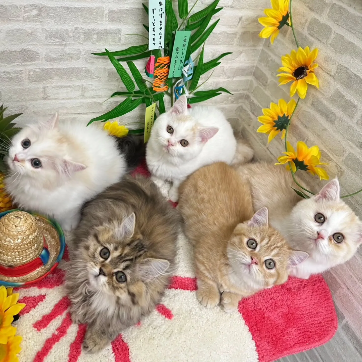 素敵なご家族さまと巡りあえますように🎋
