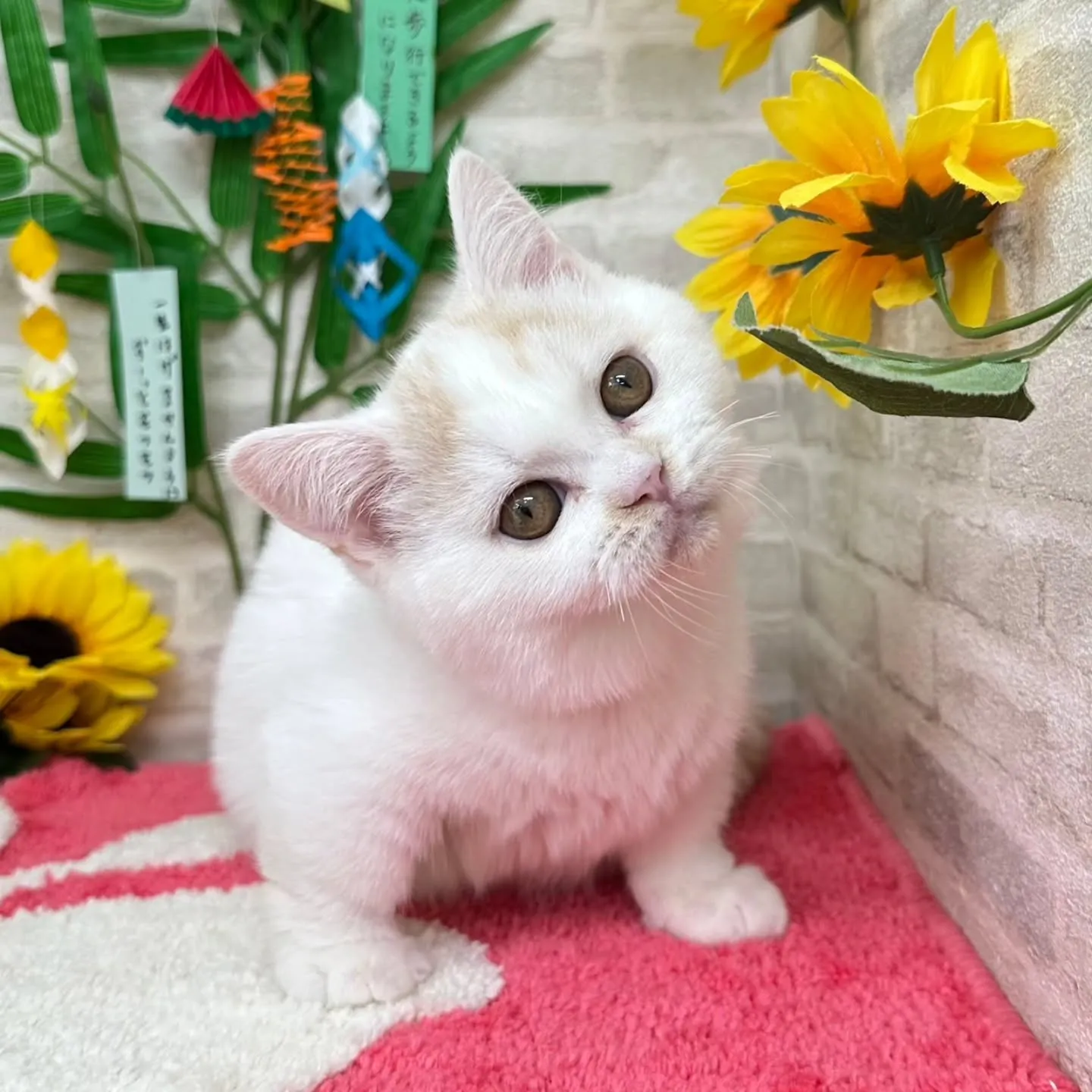 素敵なご家族さまと巡りあえますように🎋