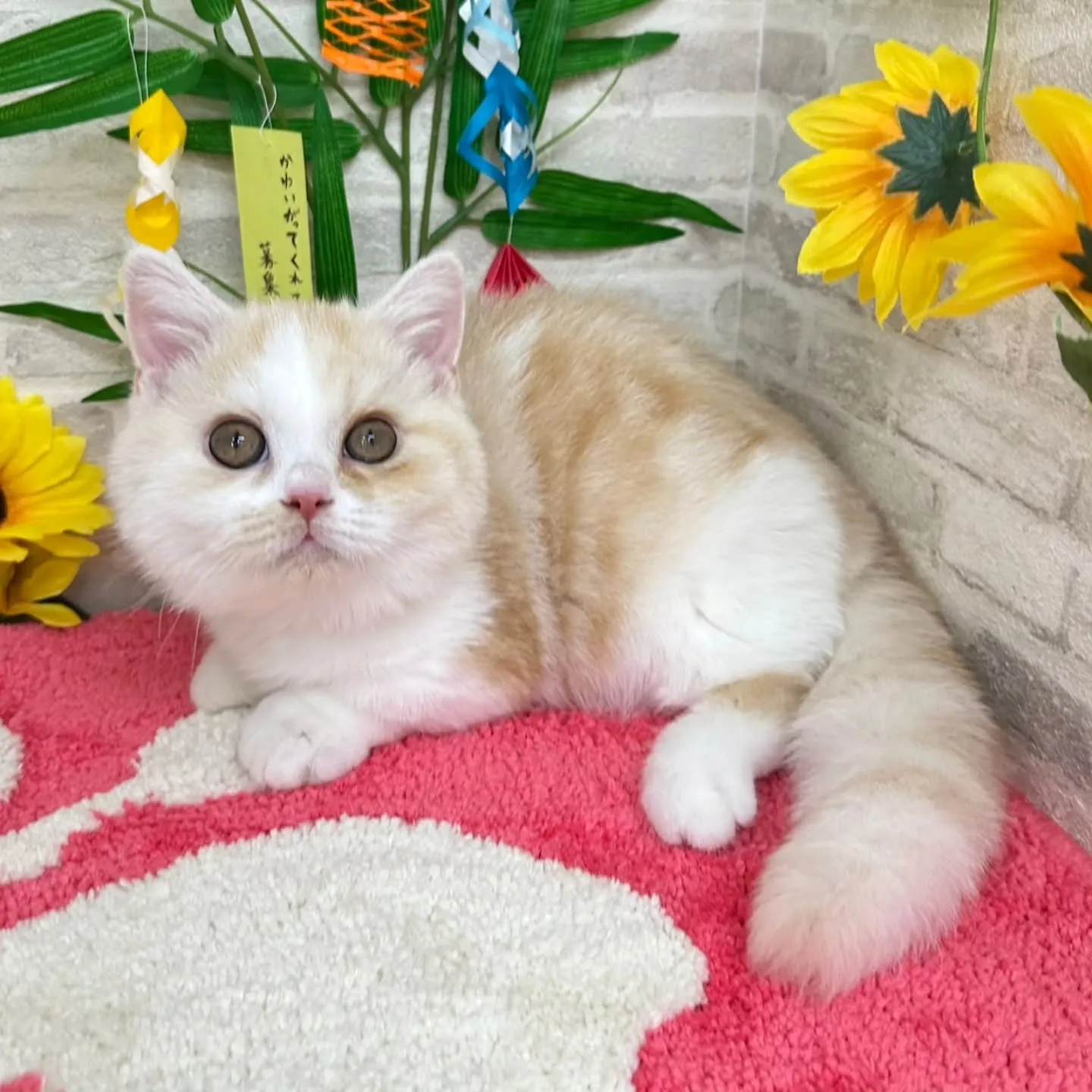 素敵なご家族さまと巡りあえますように🎋